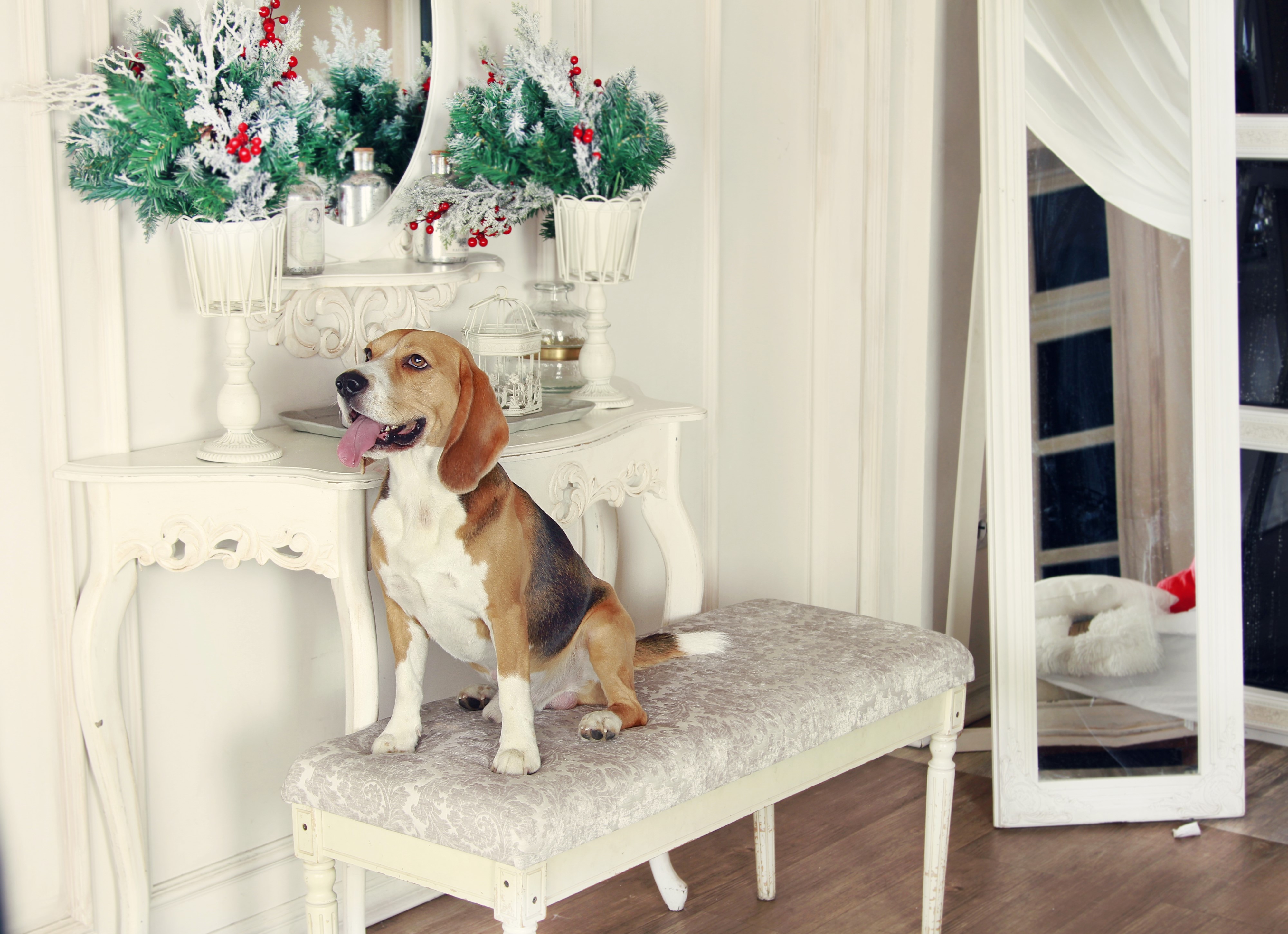 Beagle dog sitting on a bench with Christmas decorations HD Wallpaper