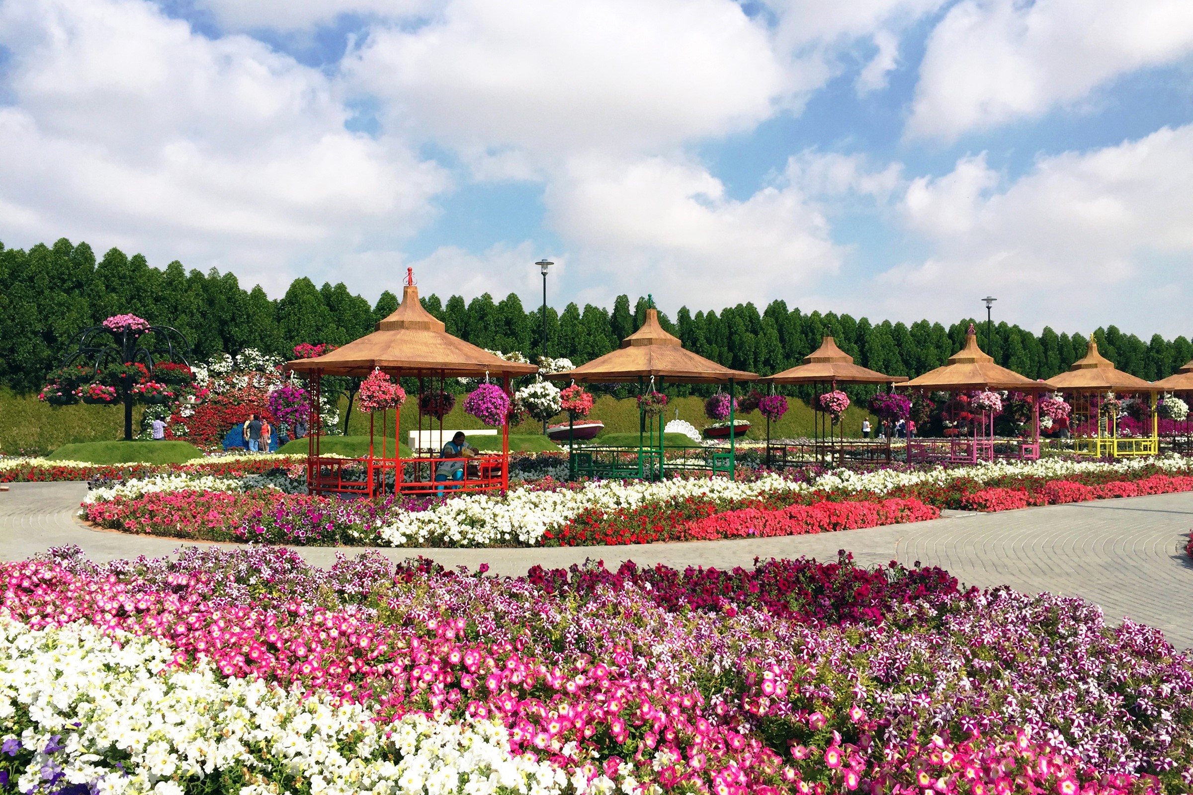 Miracle Garden Dubai with Flower Displays and Gazebos HD Wallpaper