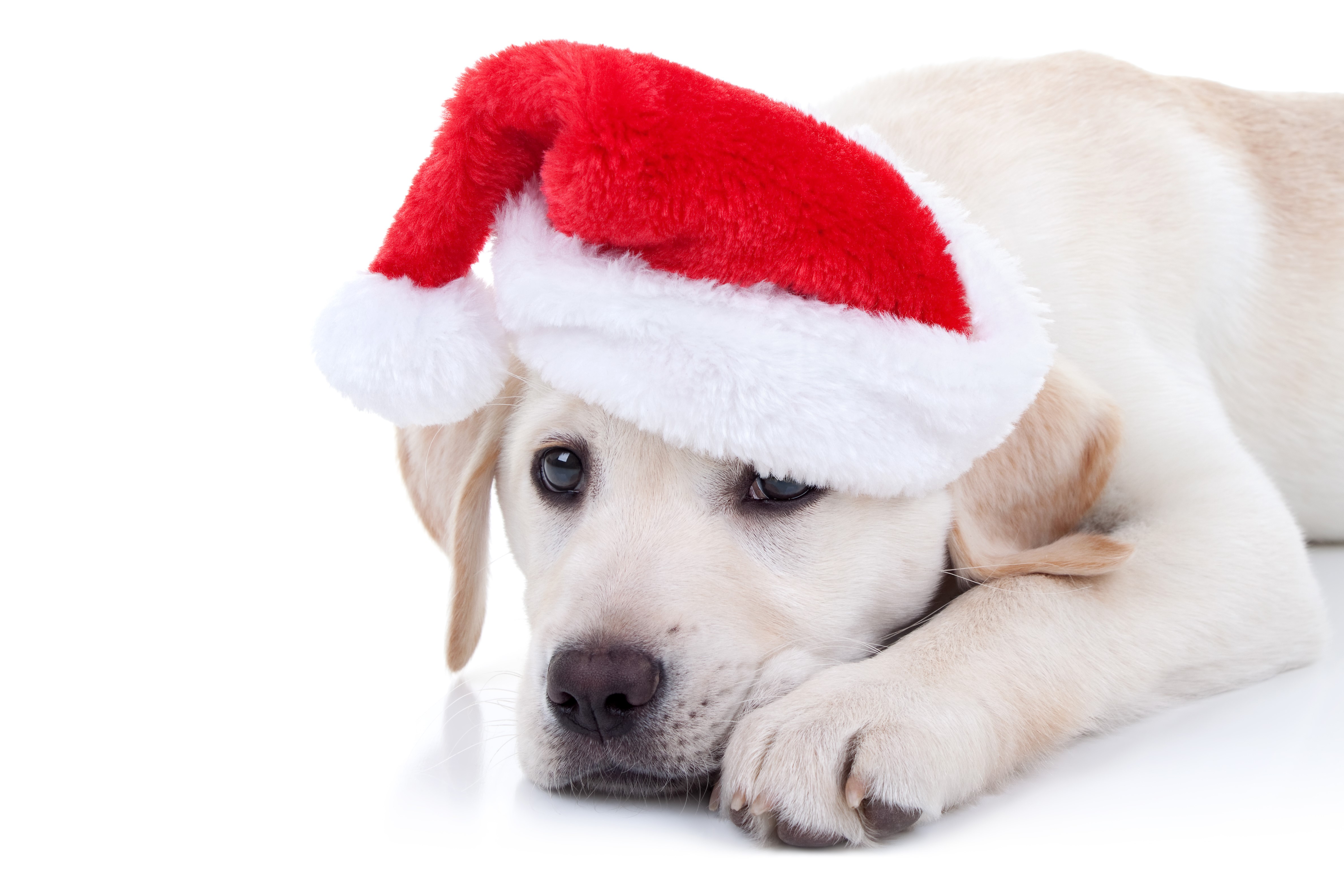Labrador puppy wearing a Santa hat HD Wallpaper