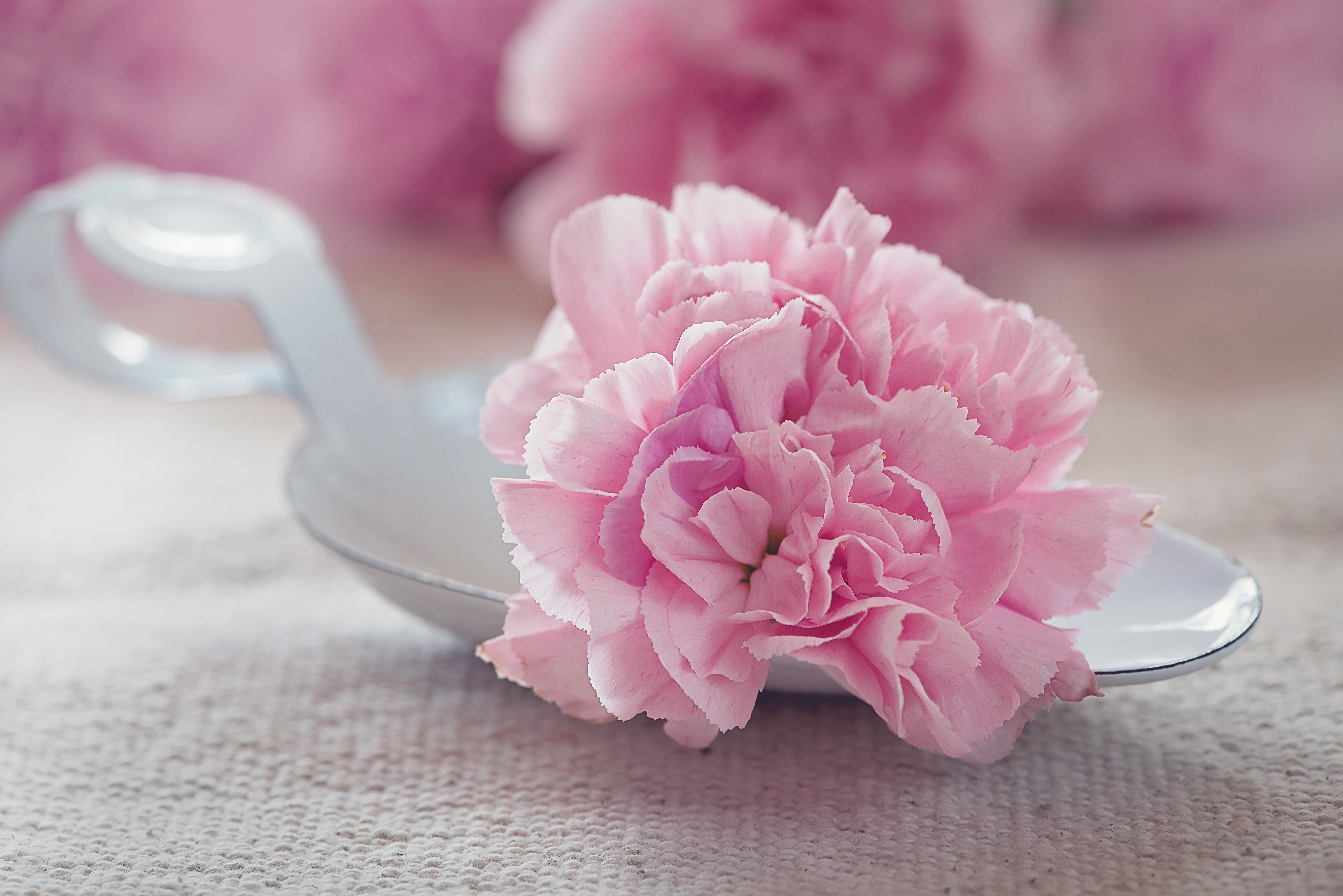 Pink Carnation on a Spoon HD Wallpaper