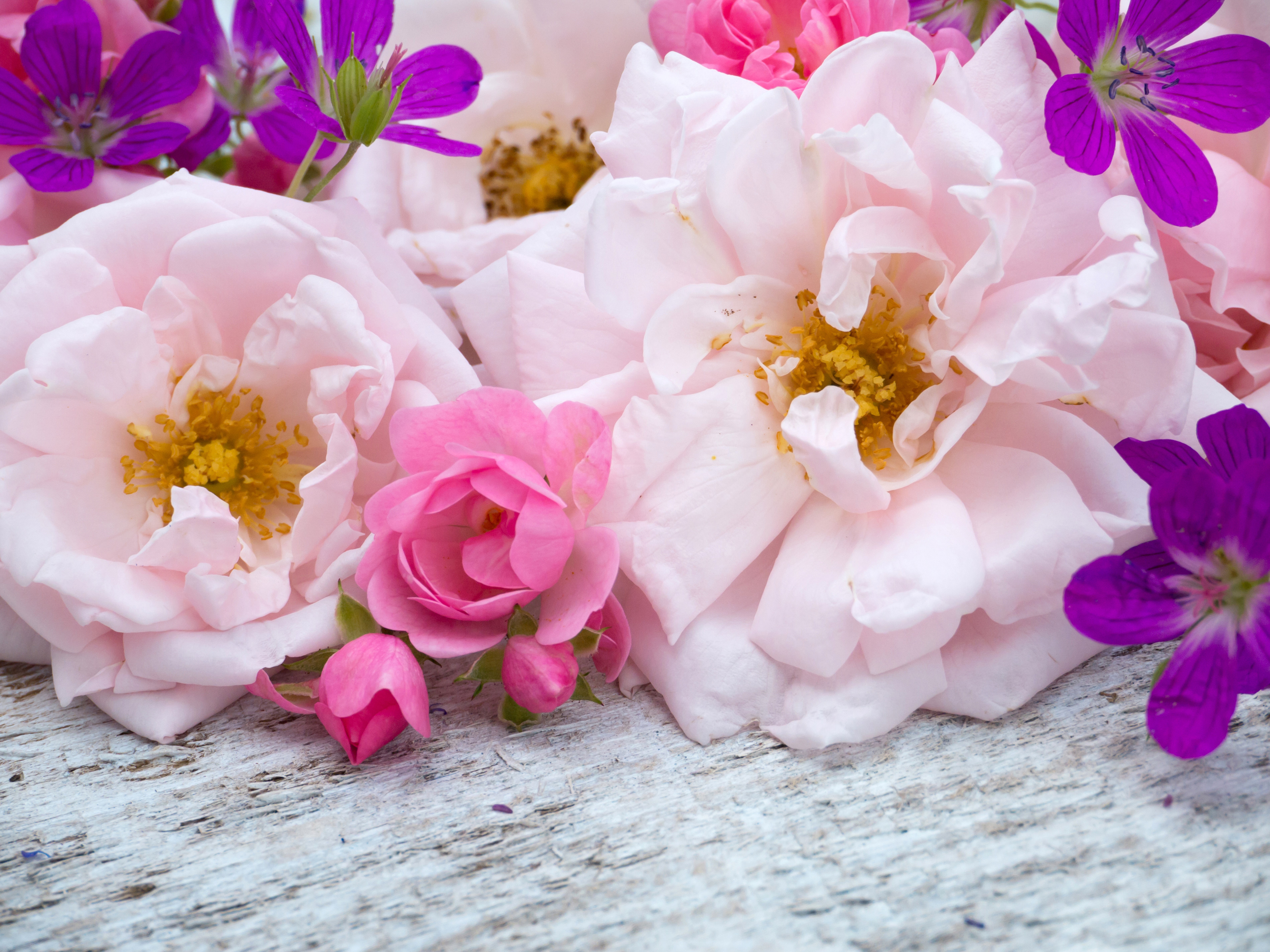 Pink Roses and Purple Flowers on Wood HD Wallpaper