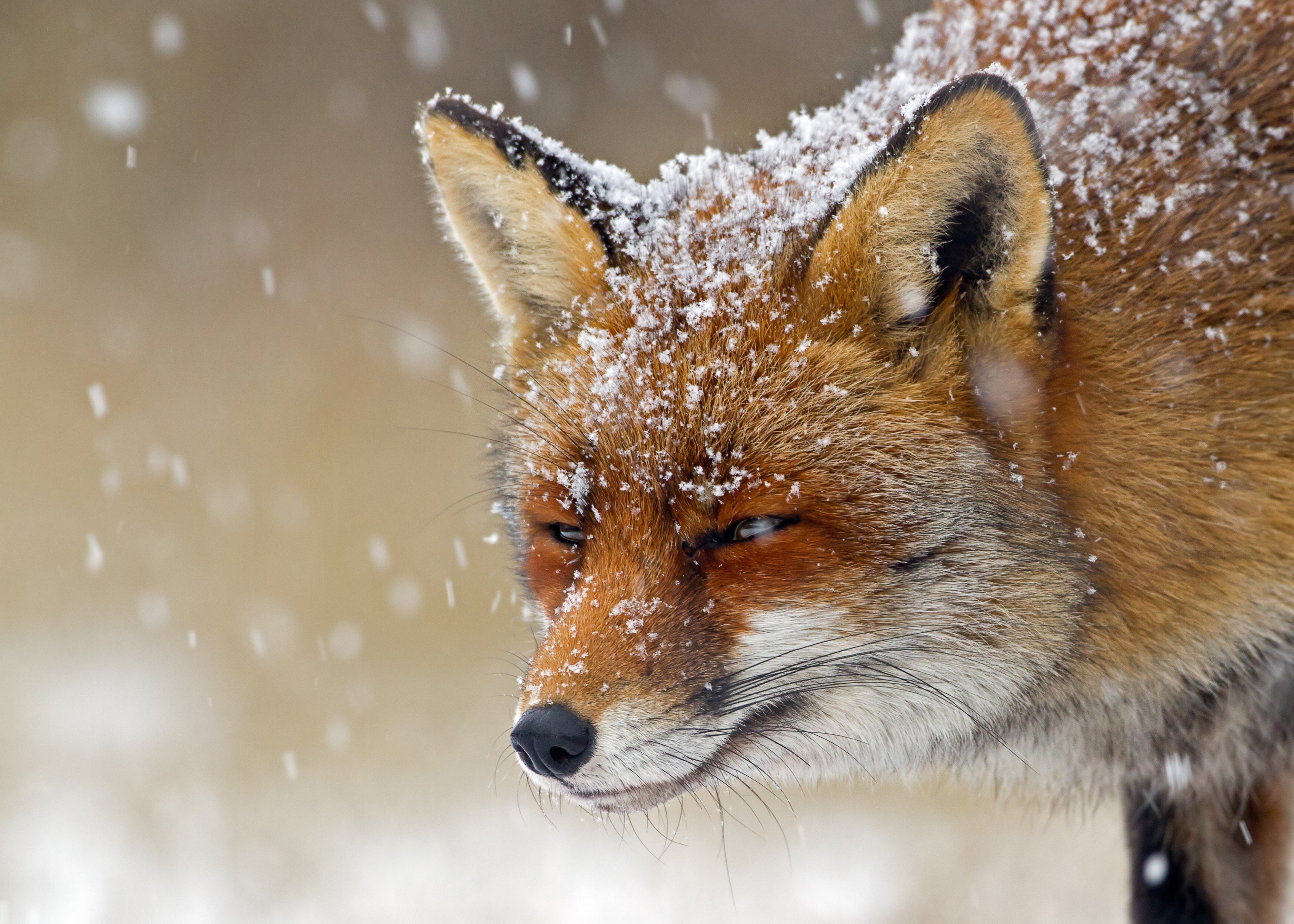 Red fox in the snow HD Wallpaper