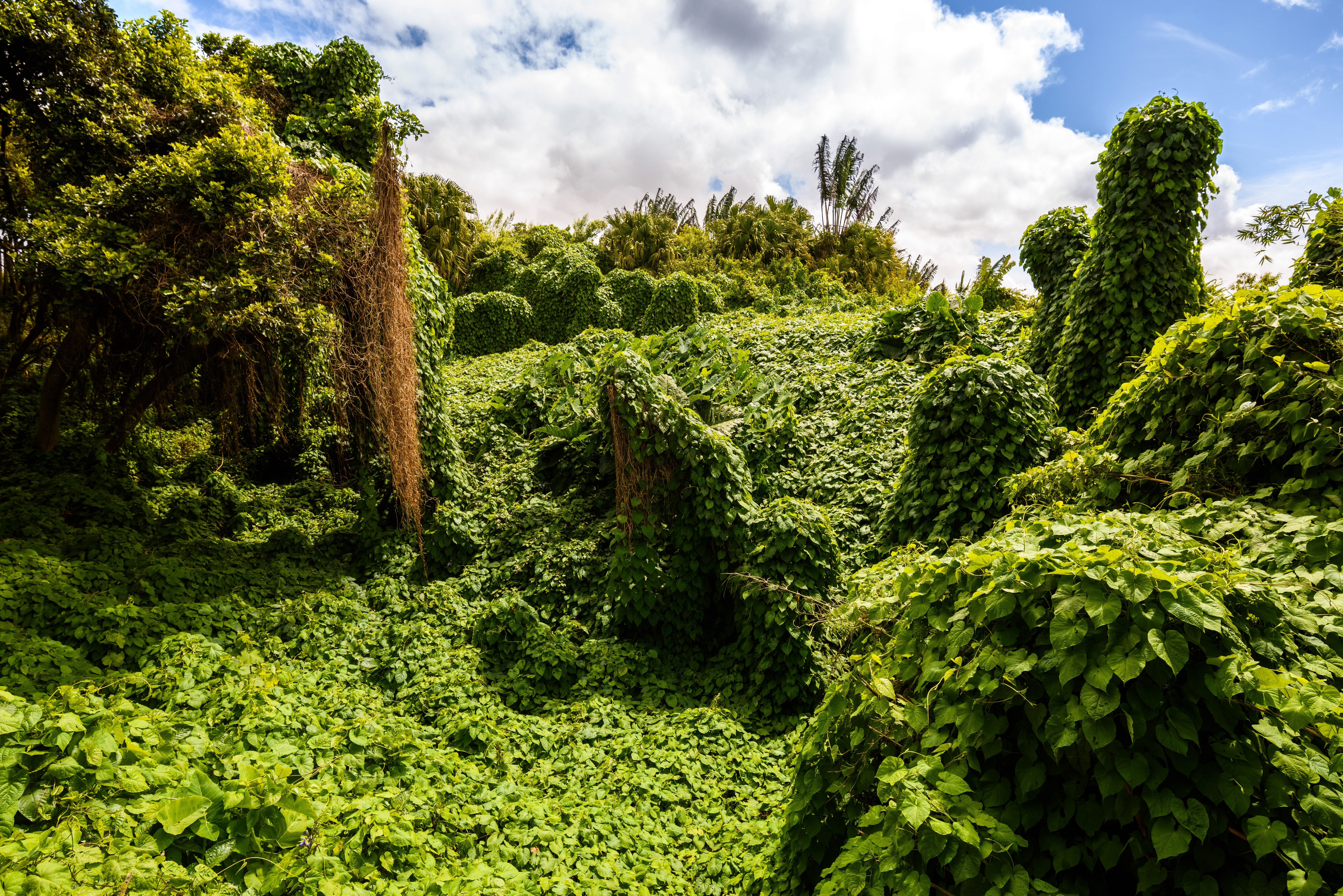 Overgrown vegetation on a hillside in Mauritius HD Wallpaper