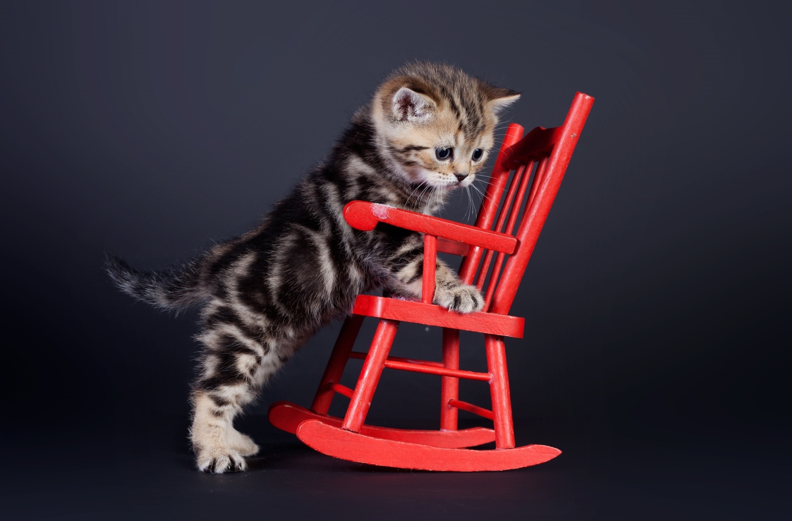 Kitten on a red rocking chair HD Wallpaper