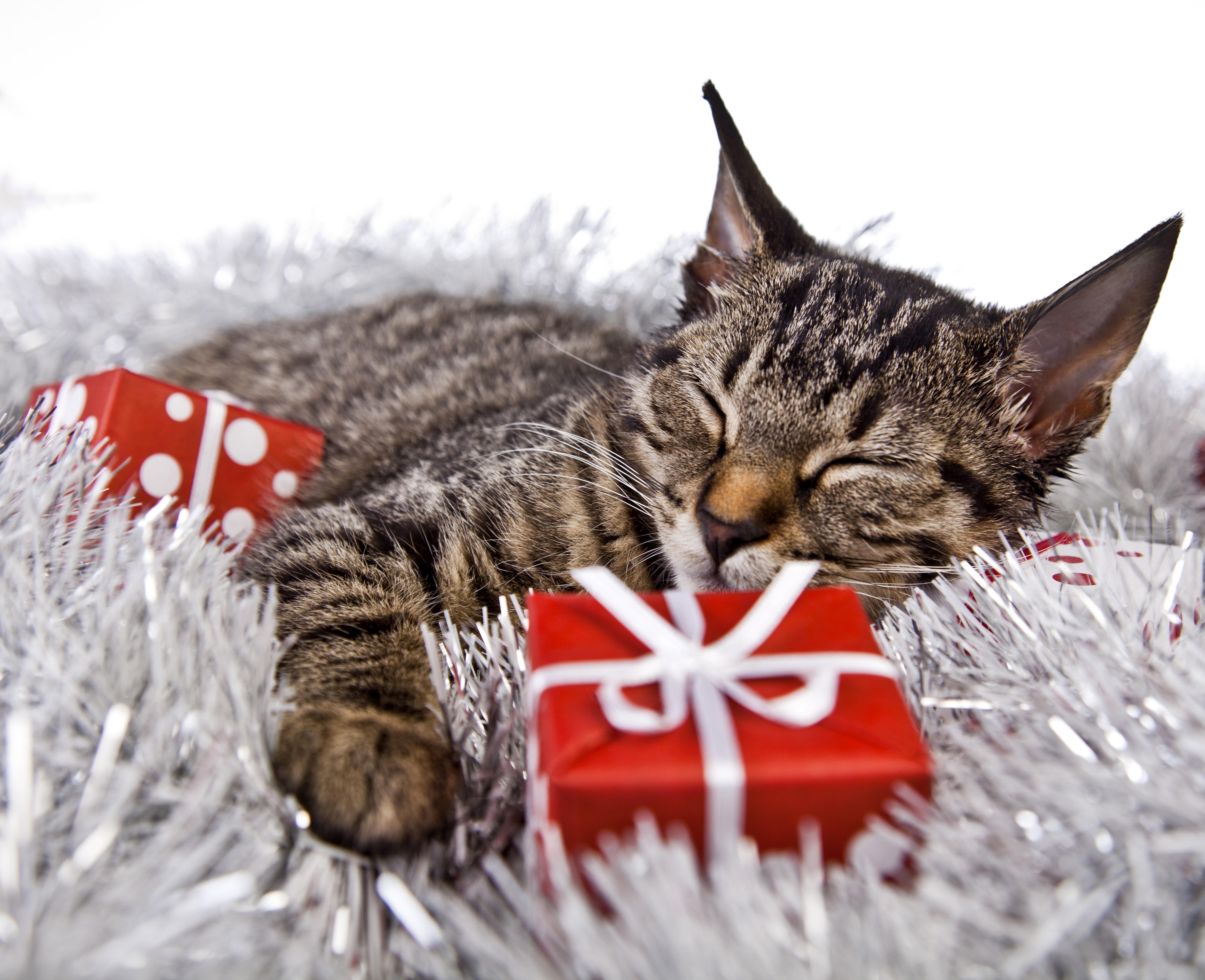 4K Christmas Cat Sleeping with Gifts HD Wallpaper