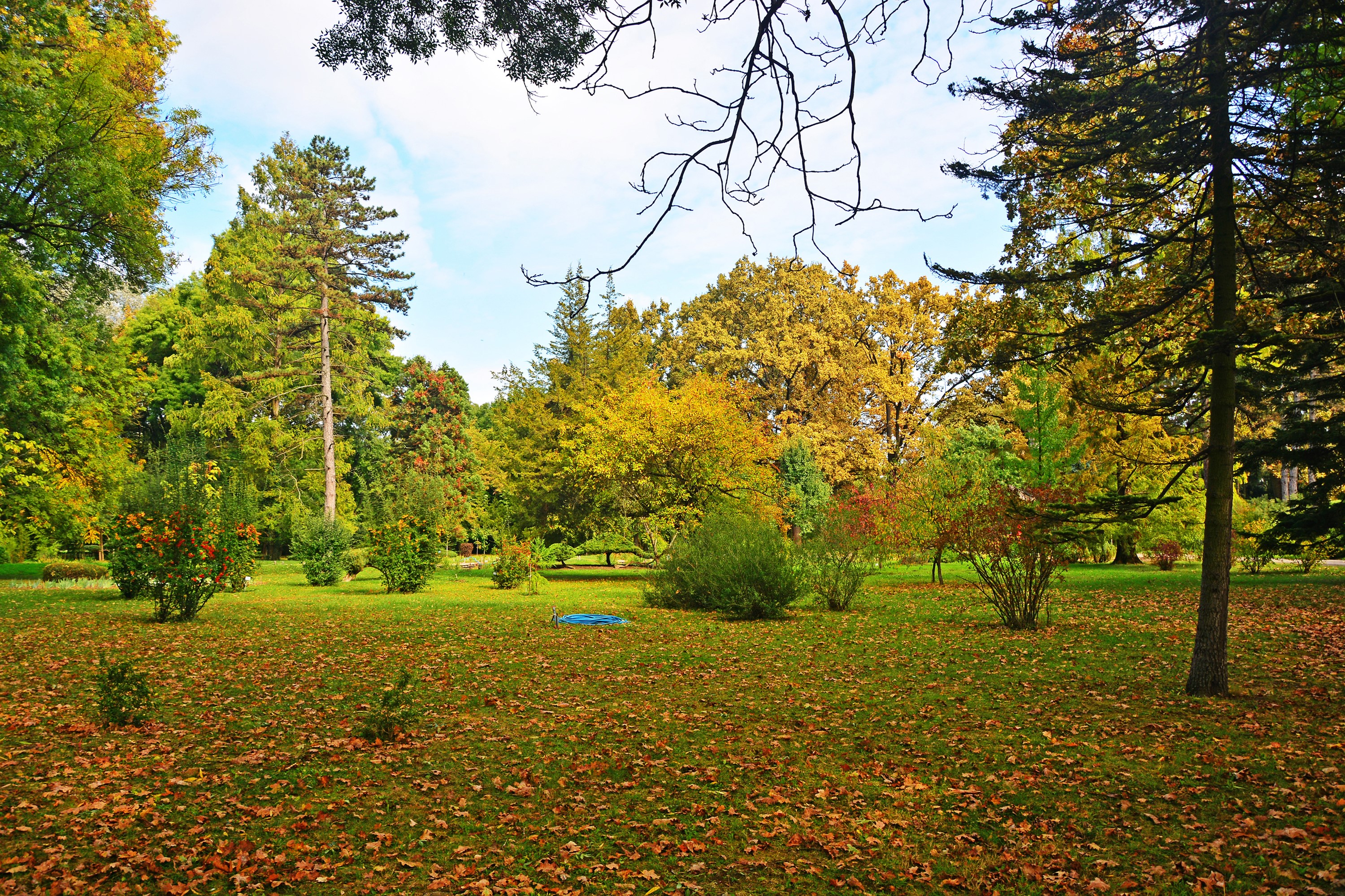 Autumn park in Szeged, Hungary with fallen leaves HD Wallpaper