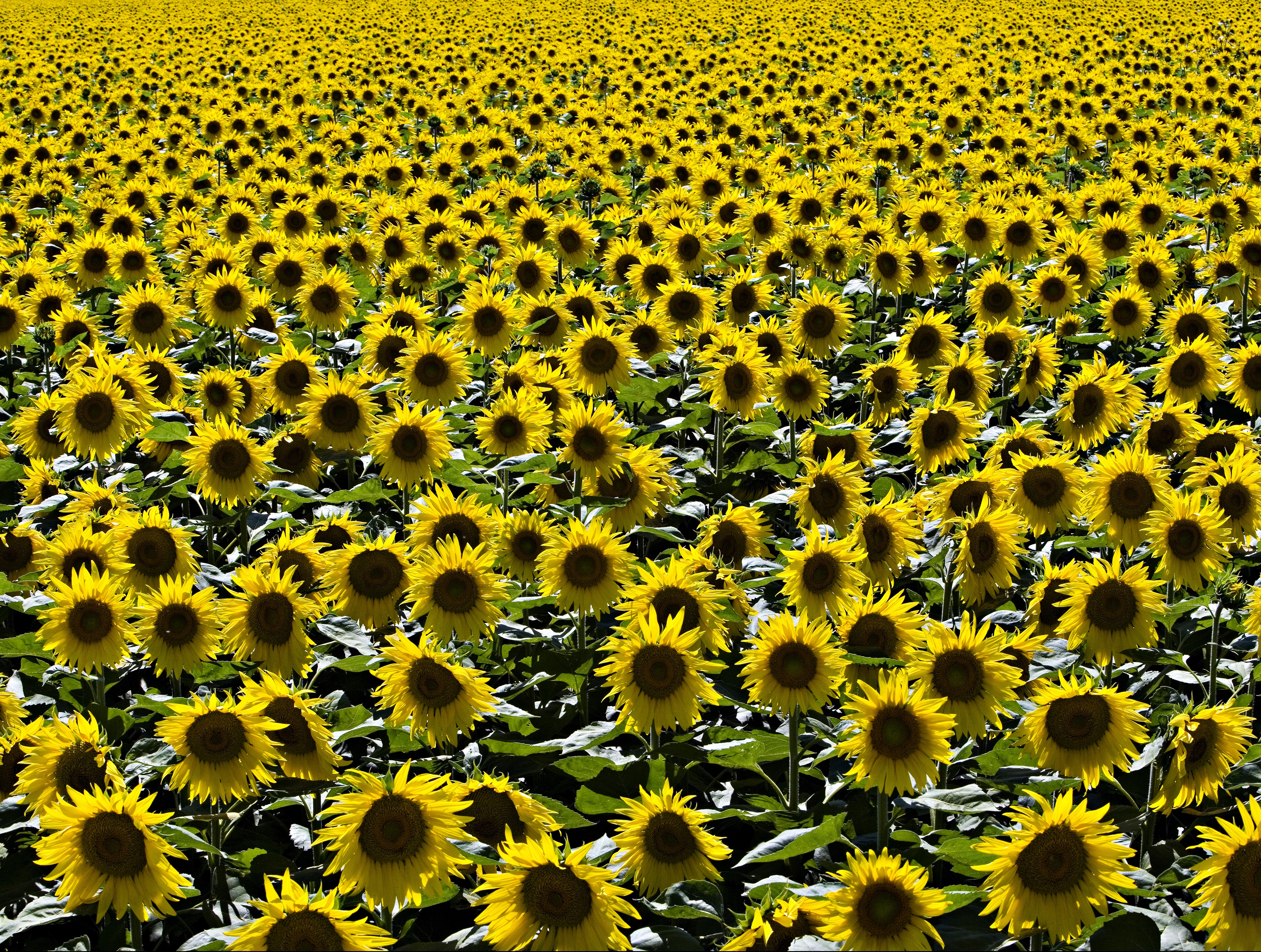 4K Field of Sunflowers HD Wallpaper