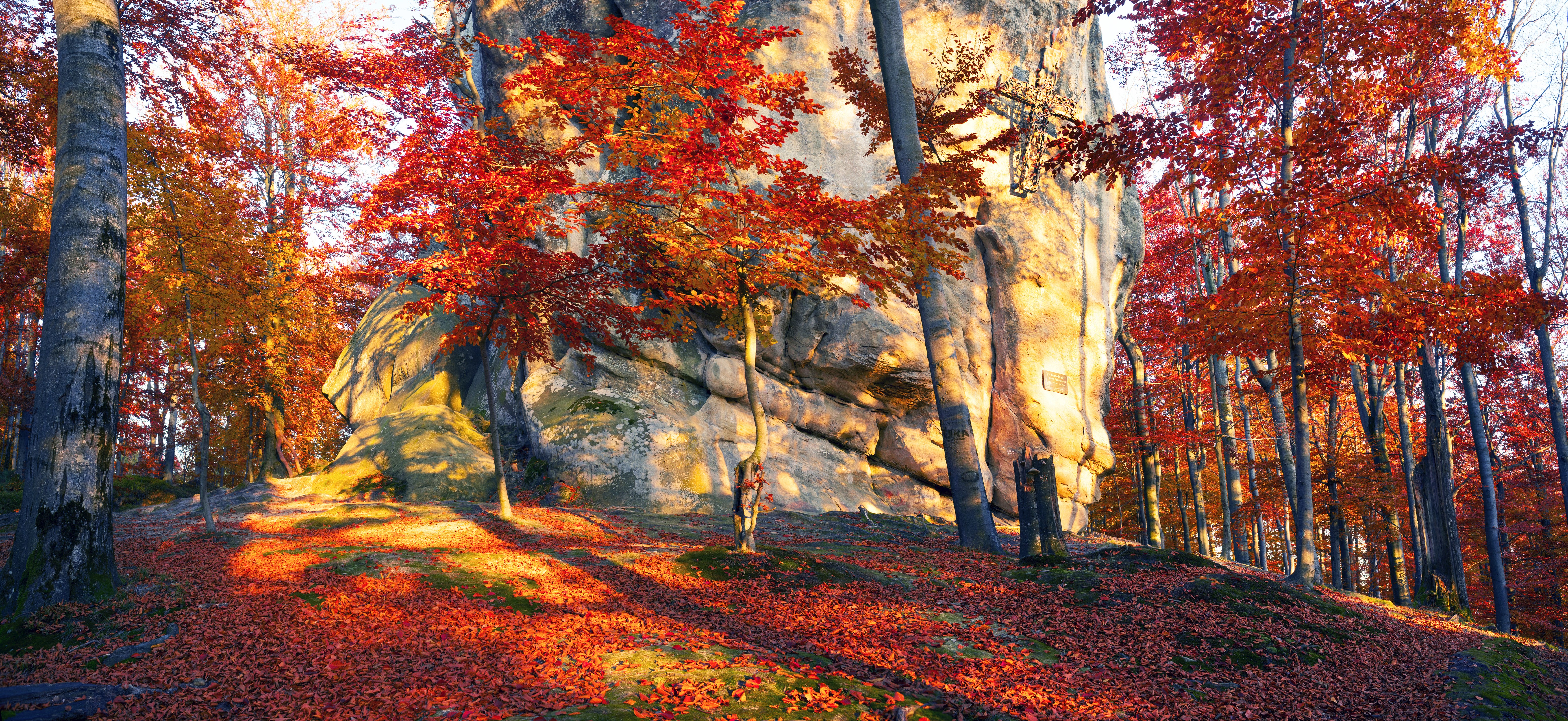 Autumn forest with colorful foliage and a large rock in Ukraine HD Wallpaper