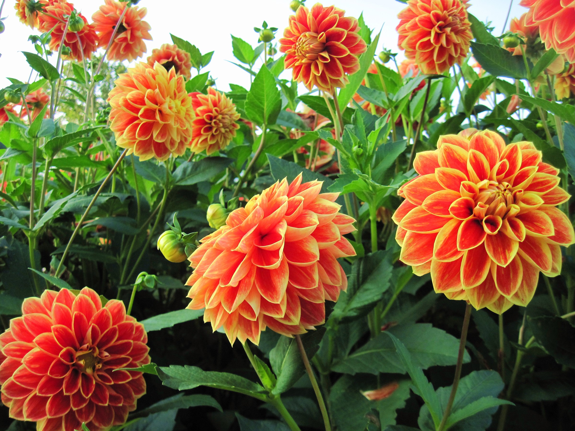 Orange and yellow dahlias in bloom HD Wallpaper