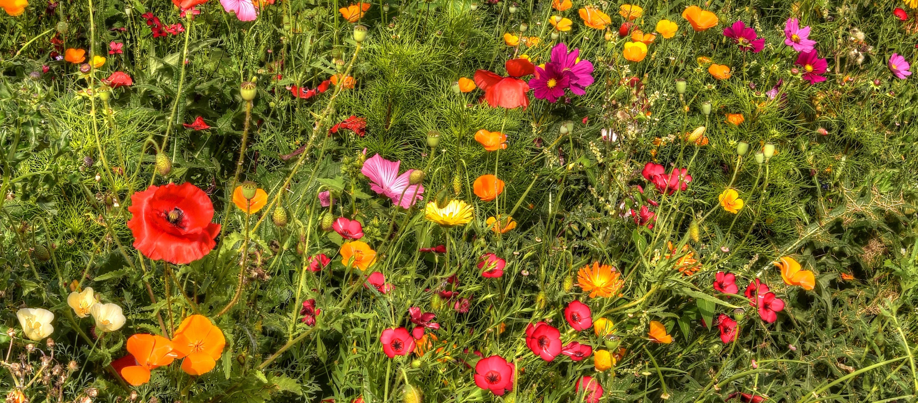 Field of colorful poppies and cosmos flowers HD Wallpaper