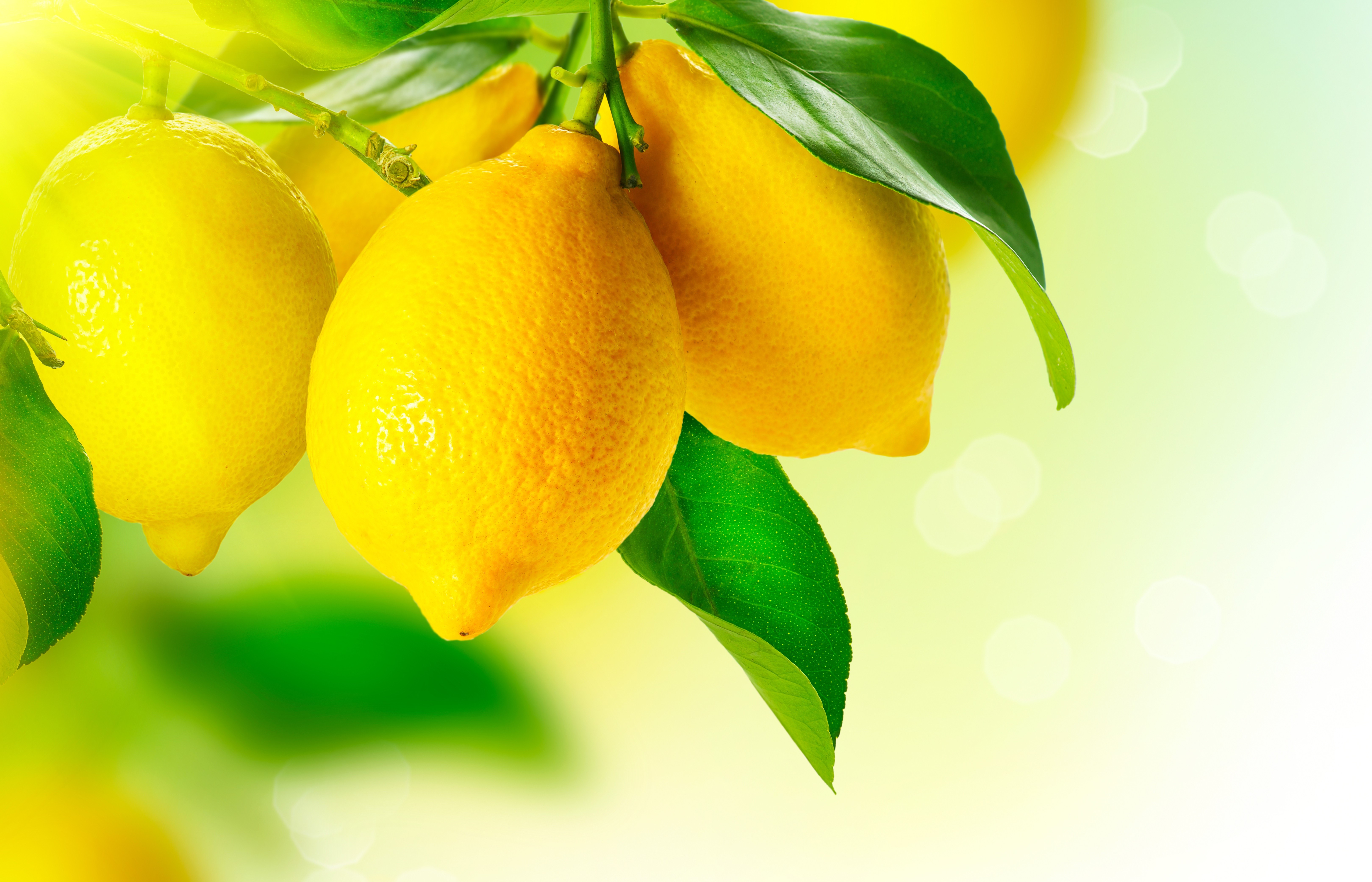 Lemons on a branch with leaves HD Wallpaper