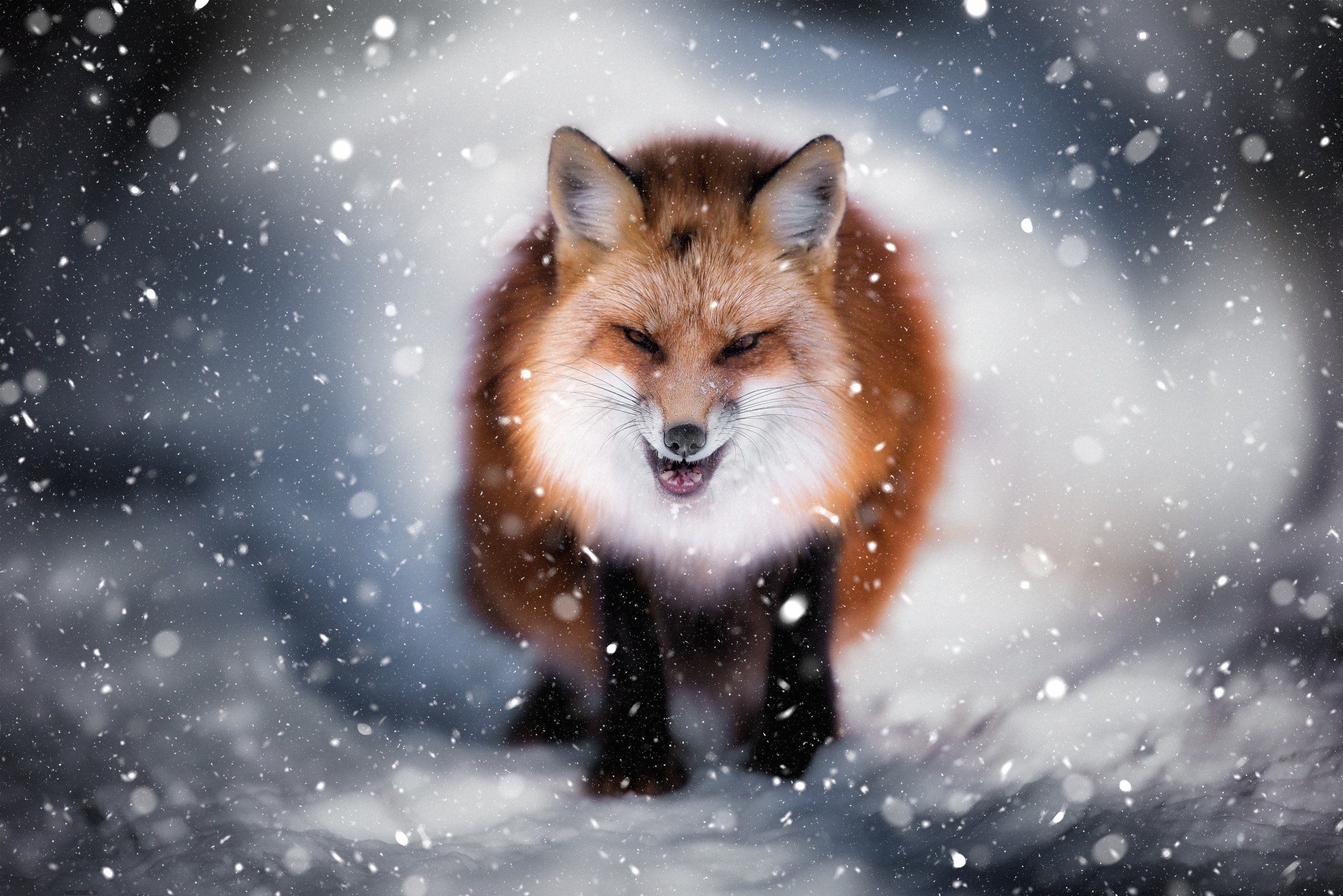 Fox snarling in falling snow HD Wallpaper