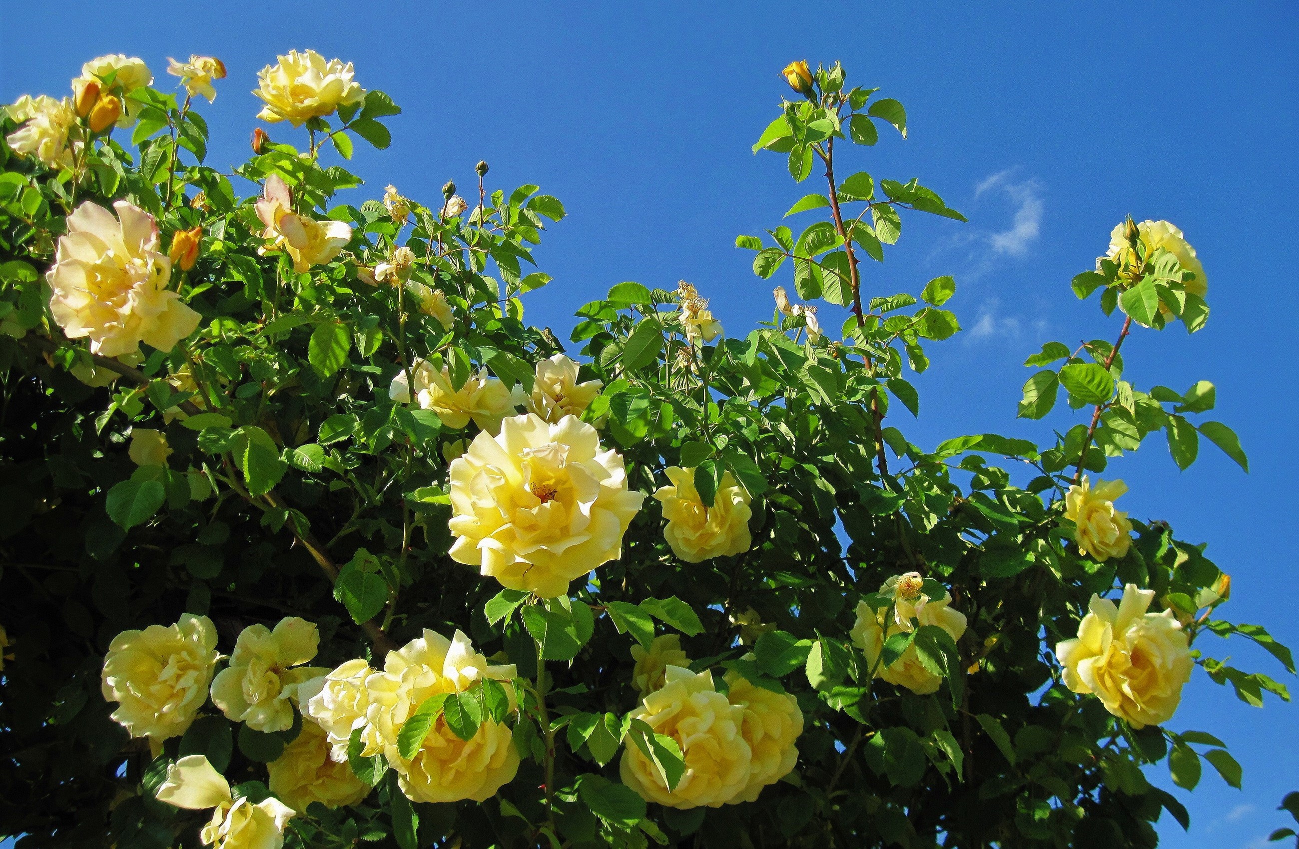 Yellow roses on a blue sky background HD Wallpaper
