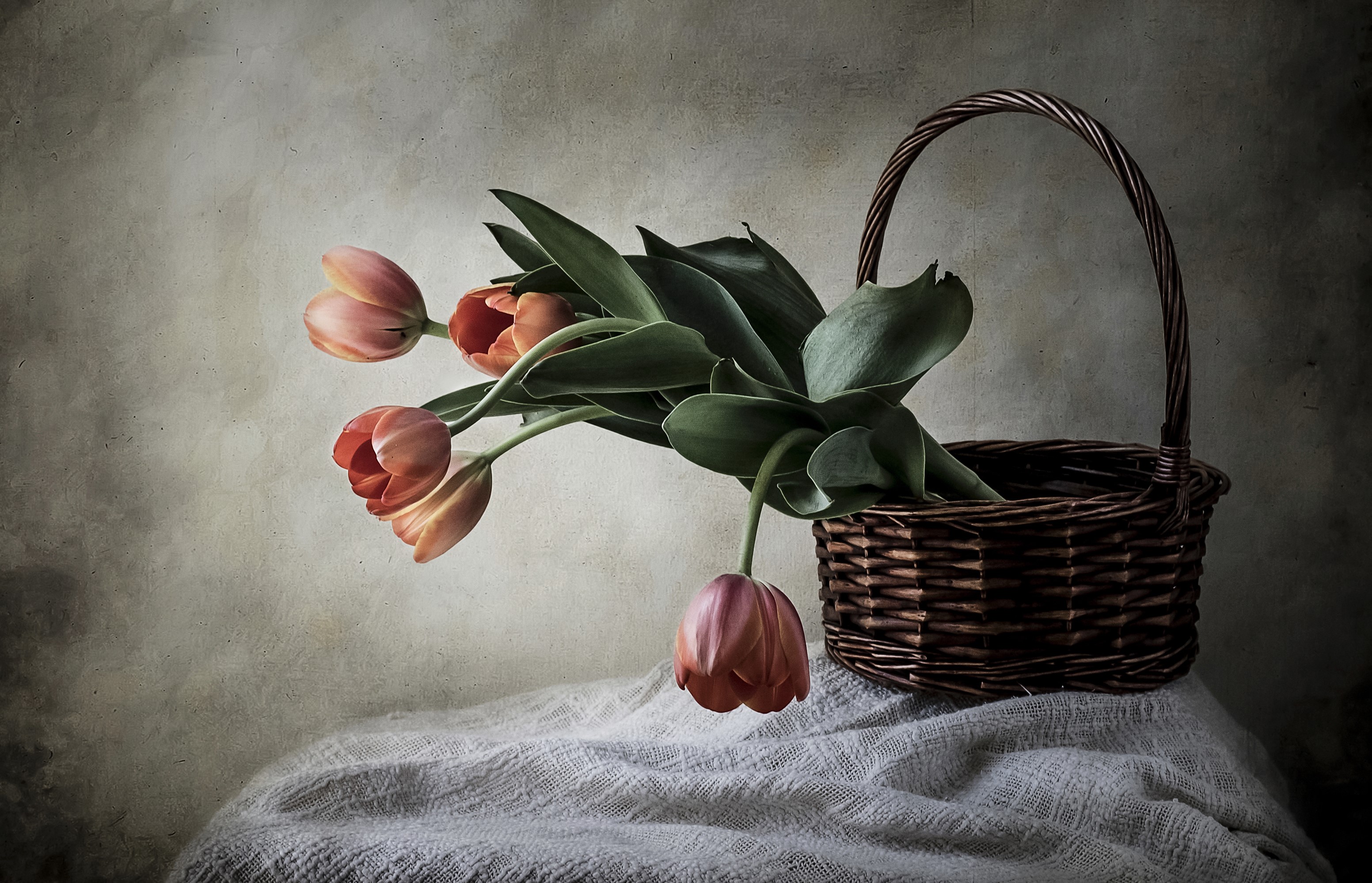 Tulips in a wicker basket on a textured surface HD Wallpaper