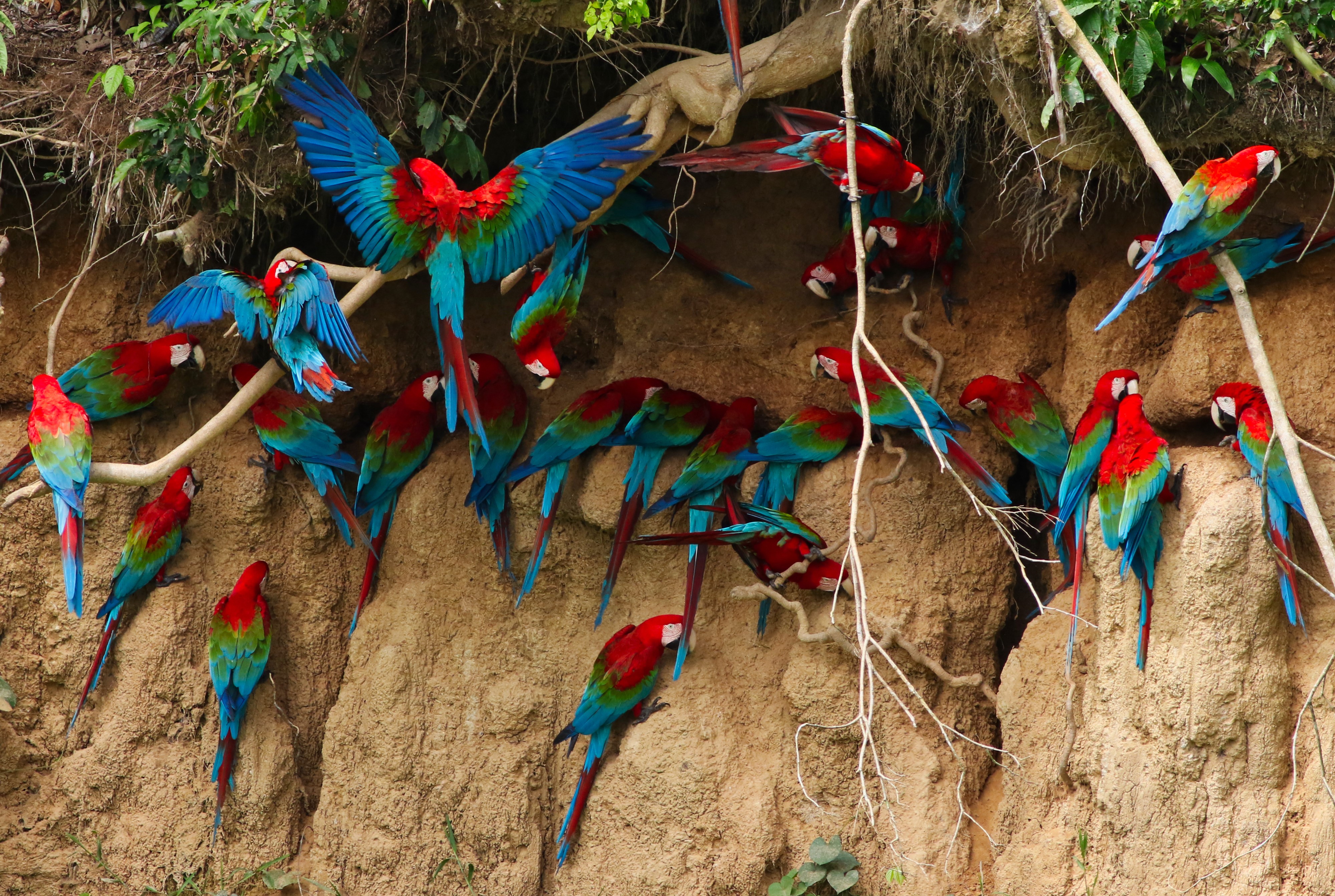 Many Macaw Parrots on a Cliff HD Wallpaper