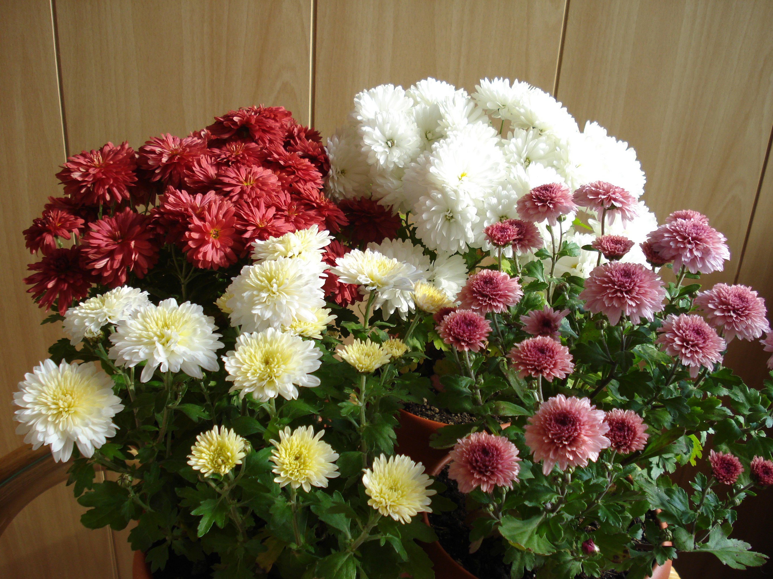 Multicolor Chrysanthemums in pots HD Wallpaper