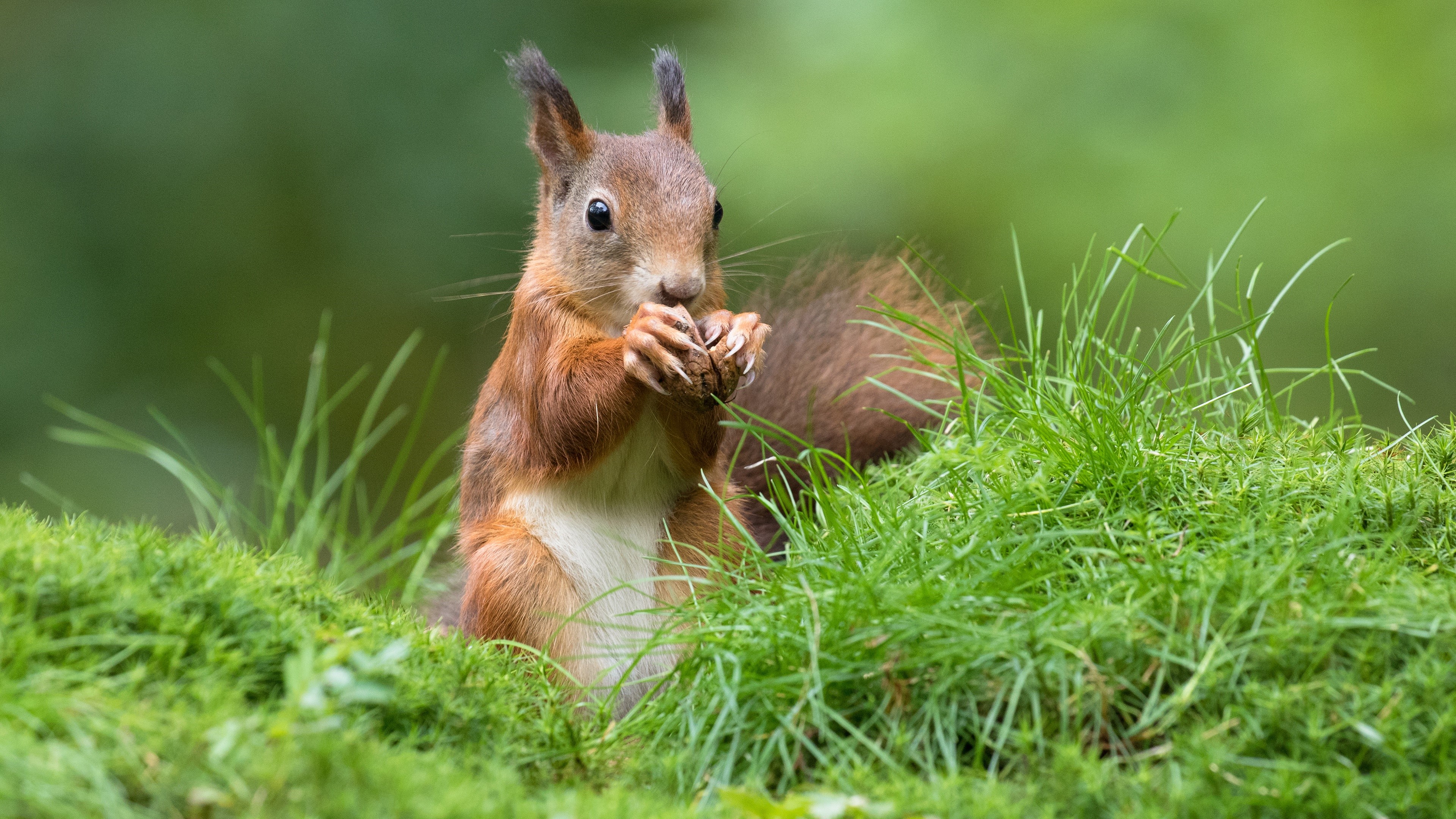 Red Squirrel Eating Nuts in Grass HD Wallpaper