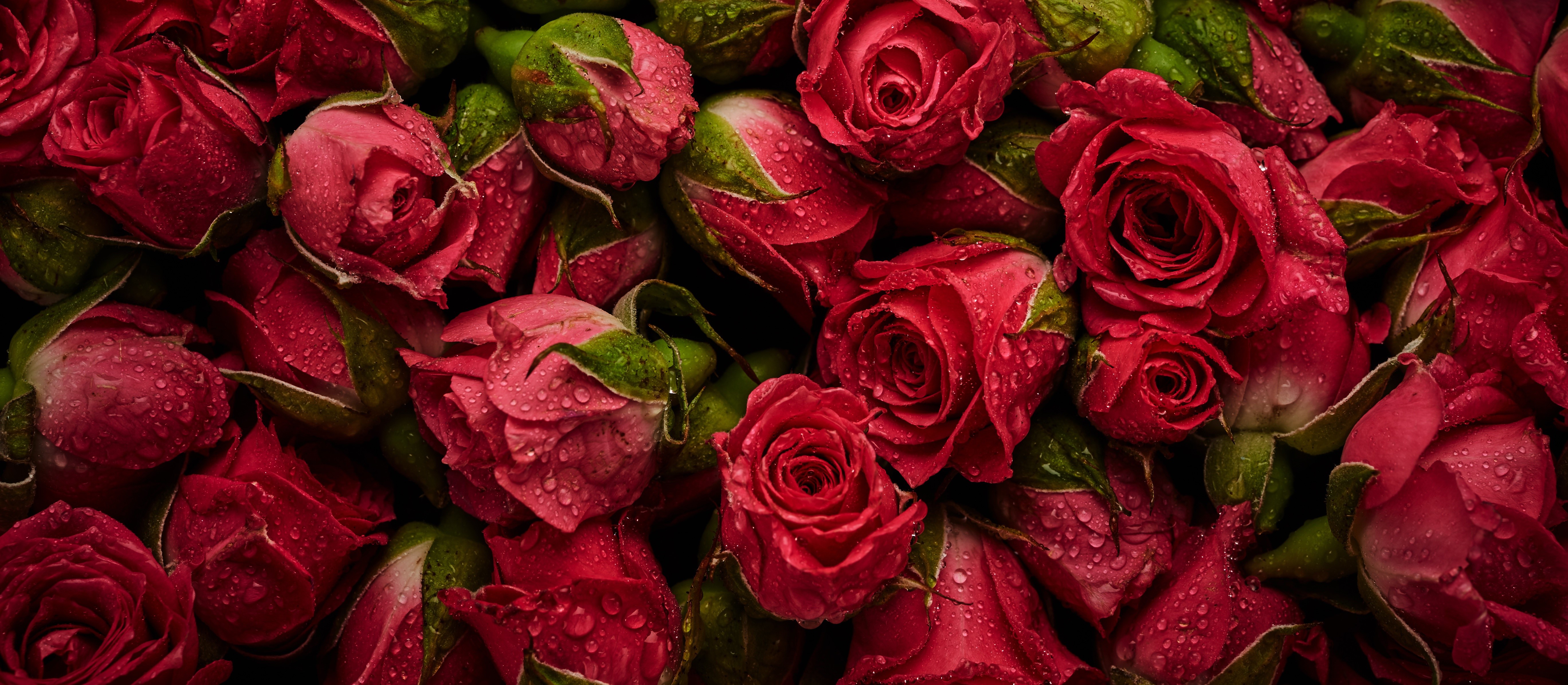 Red Roses with Water Droplets HD Wallpaper