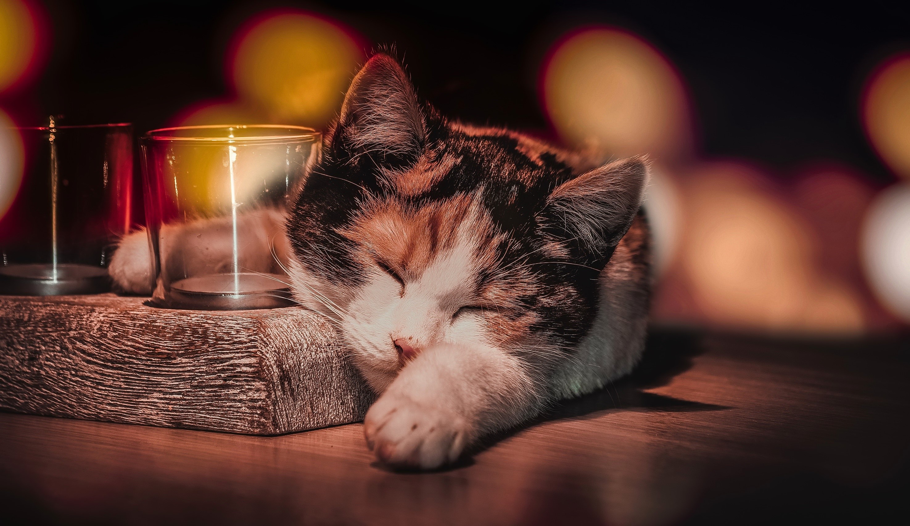 Calico cat sleeping next to glass holders HD Wallpaper