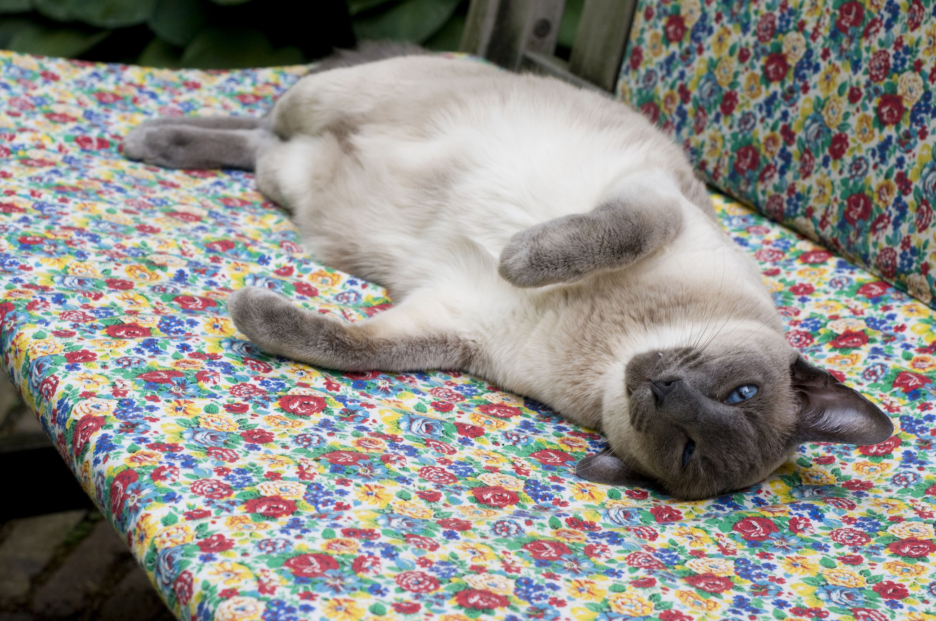 Siamese cat lying on a floral bench HD Wallpaper