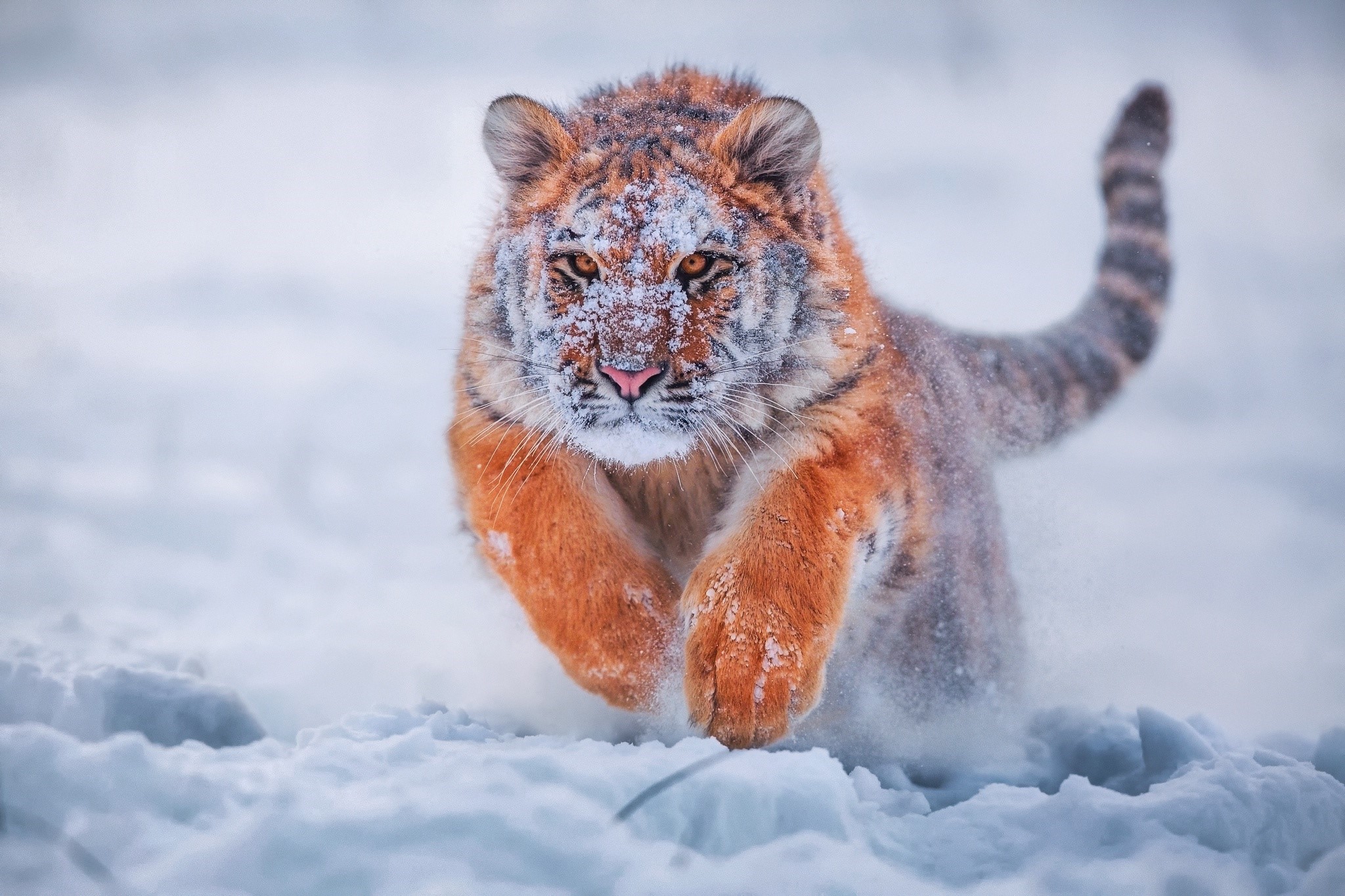 Tiger running through snow HD Wallpaper