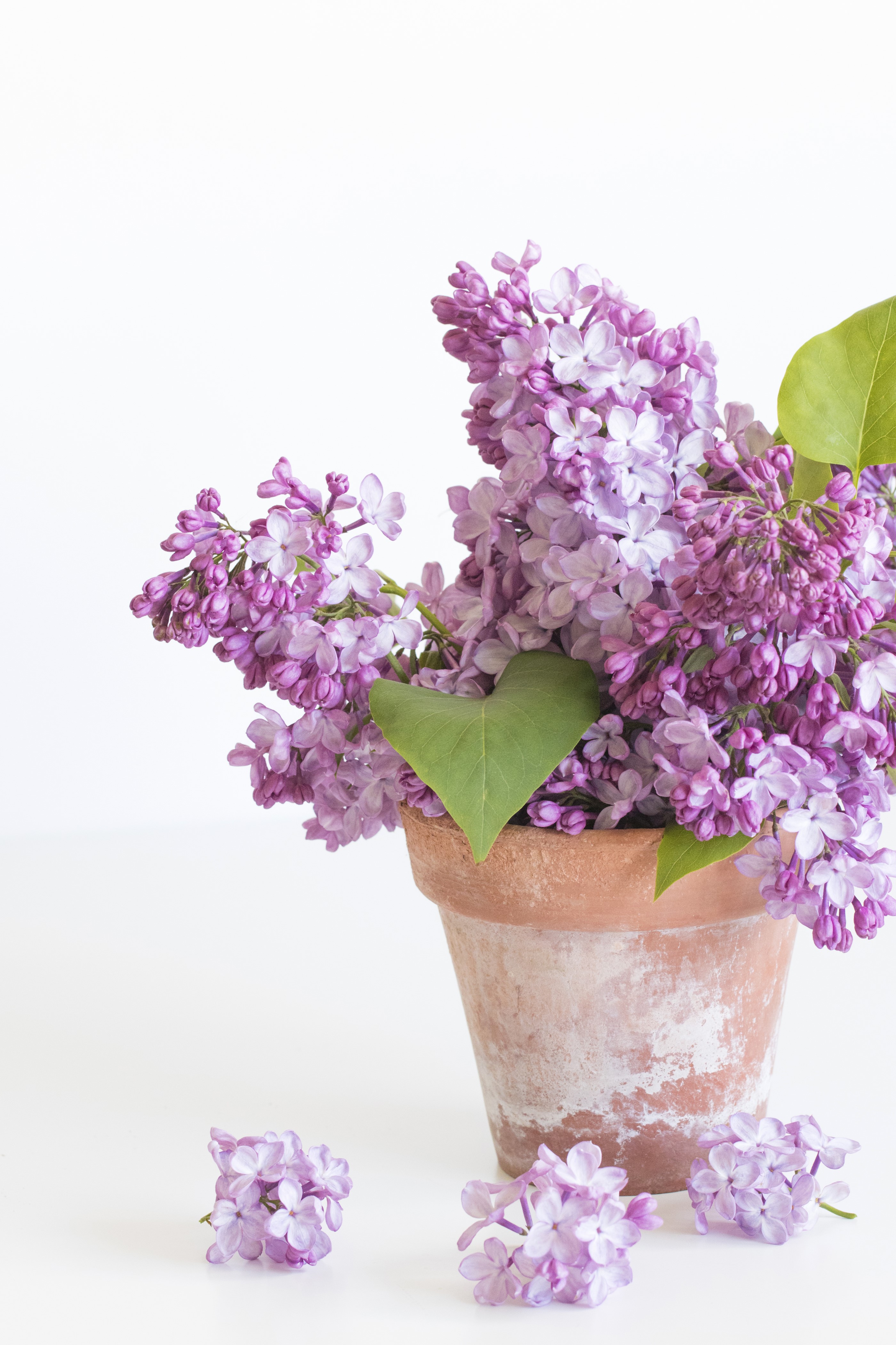 Purple lilacs in a terracotta pot on a white background HD Phone Wallpaper