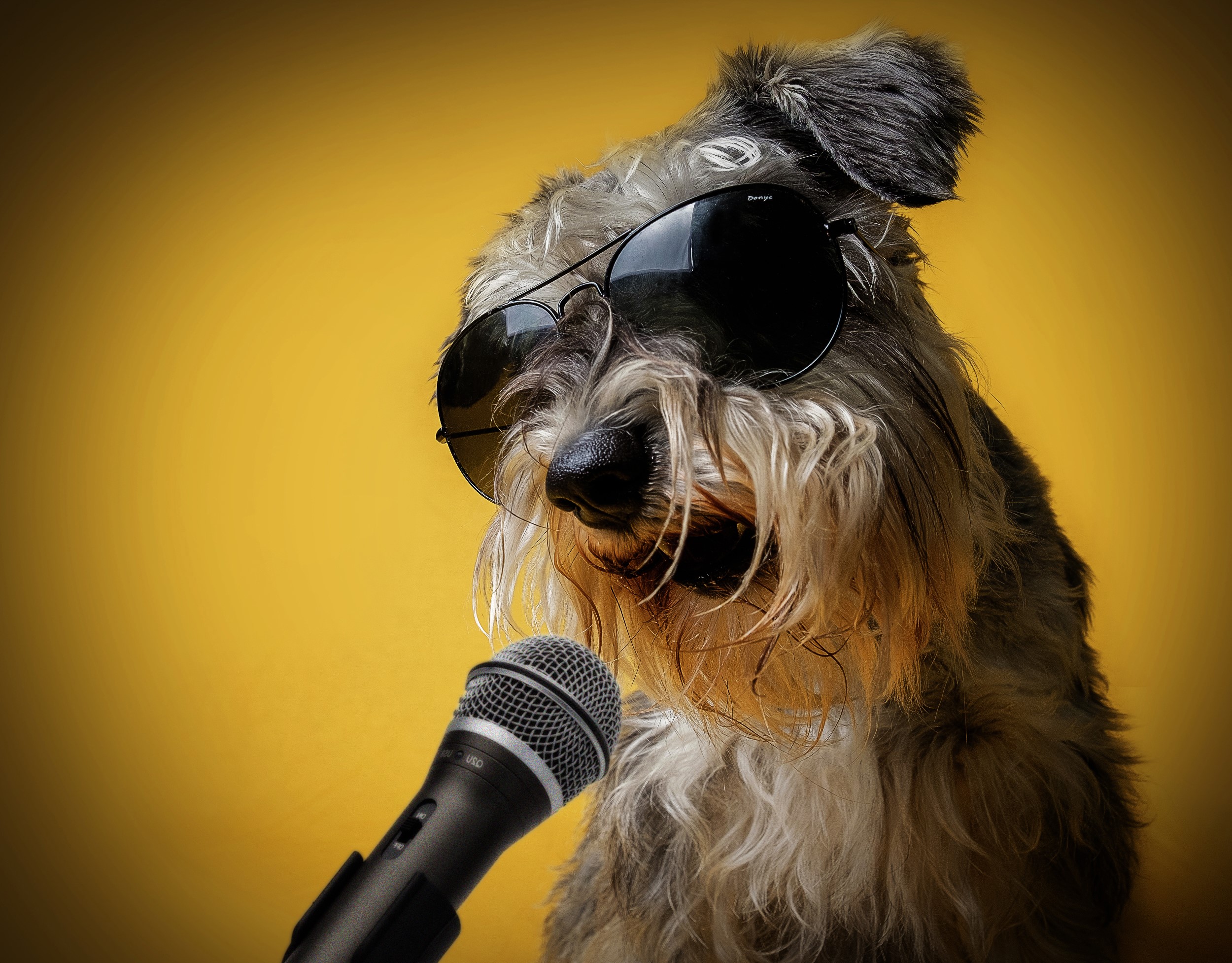 Schnauzer dog wearing sunglasses with microphone HD Wallpaper