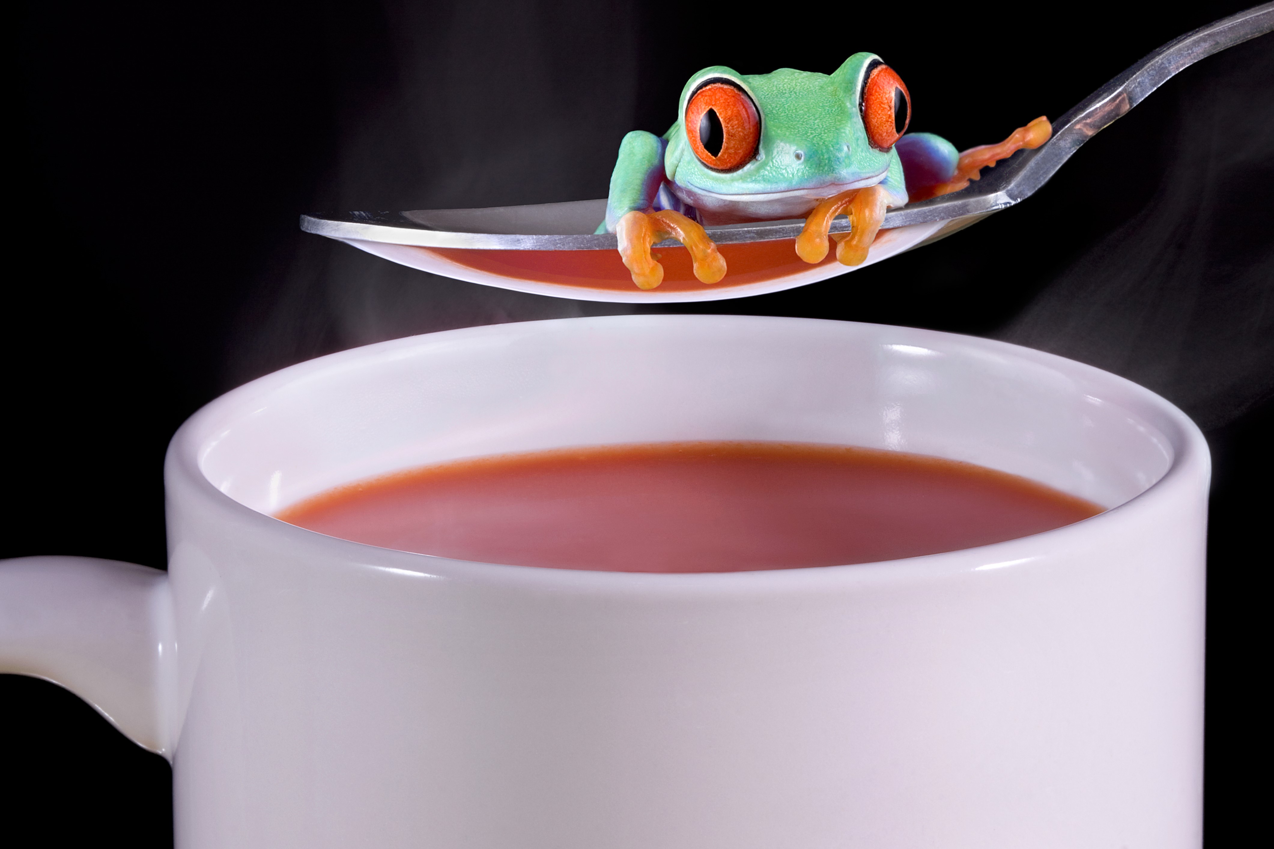 Red-eyed tree frog on a spoon over tomato soup HD Wallpaper