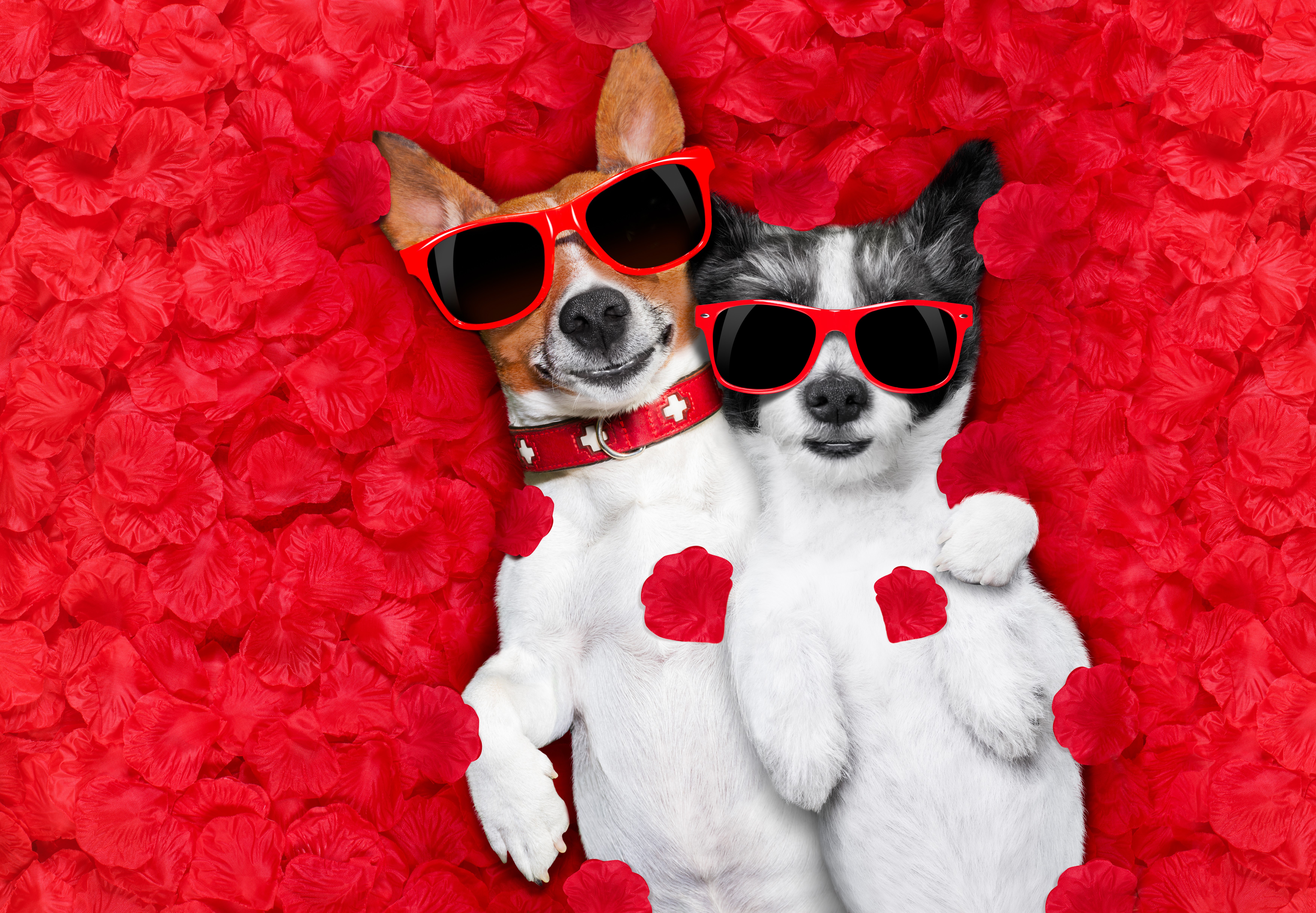 Two dogs wearing sunglasses lying on red petals HD Wallpaper