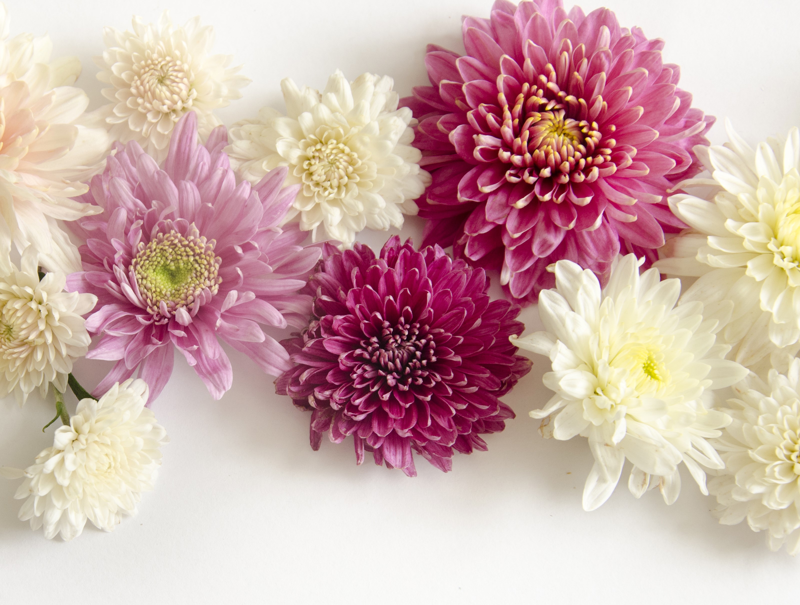 Chrysanthemums on a white background HD Wallpaper