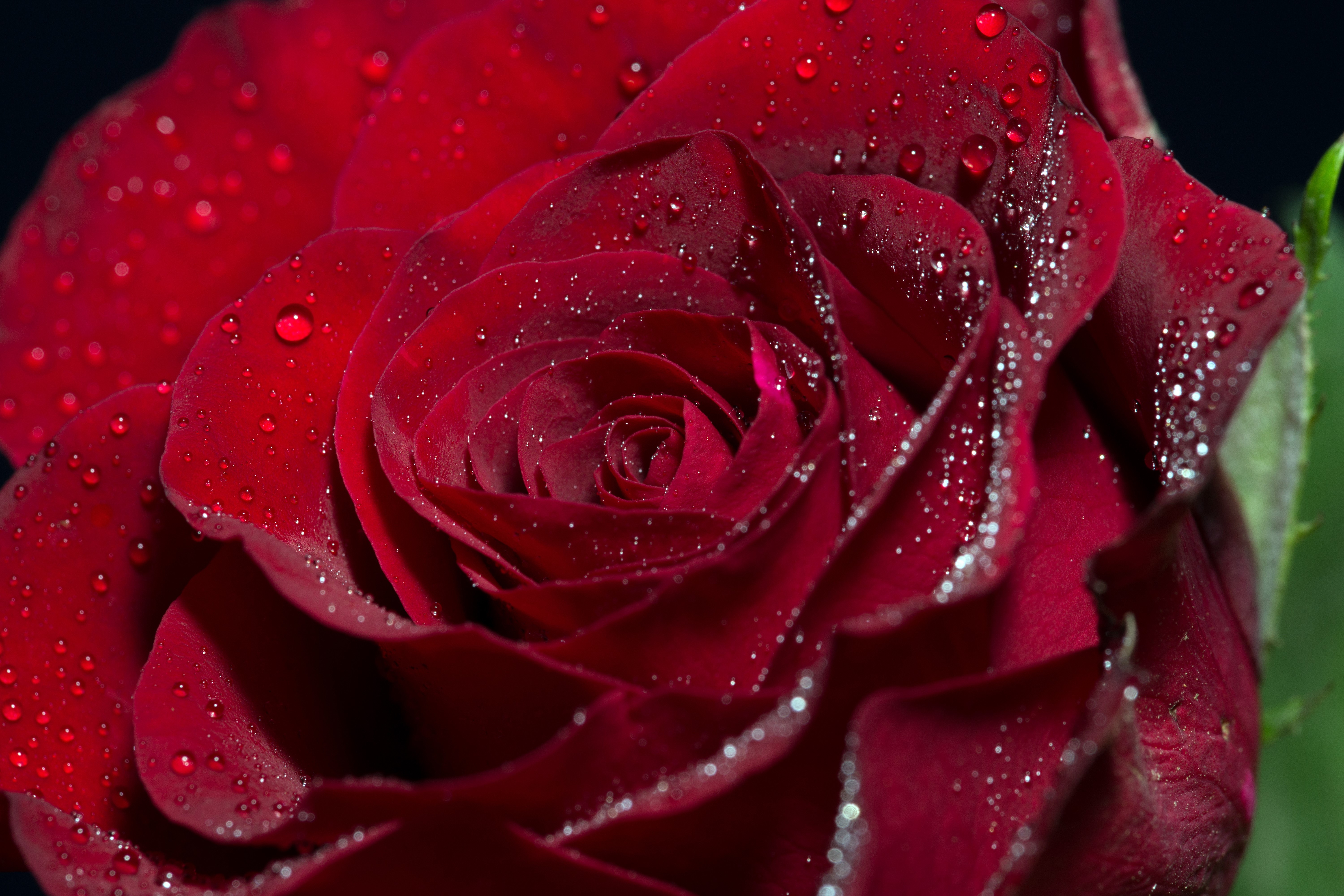 Red Rose with Water Drops Macro HD Wallpaper