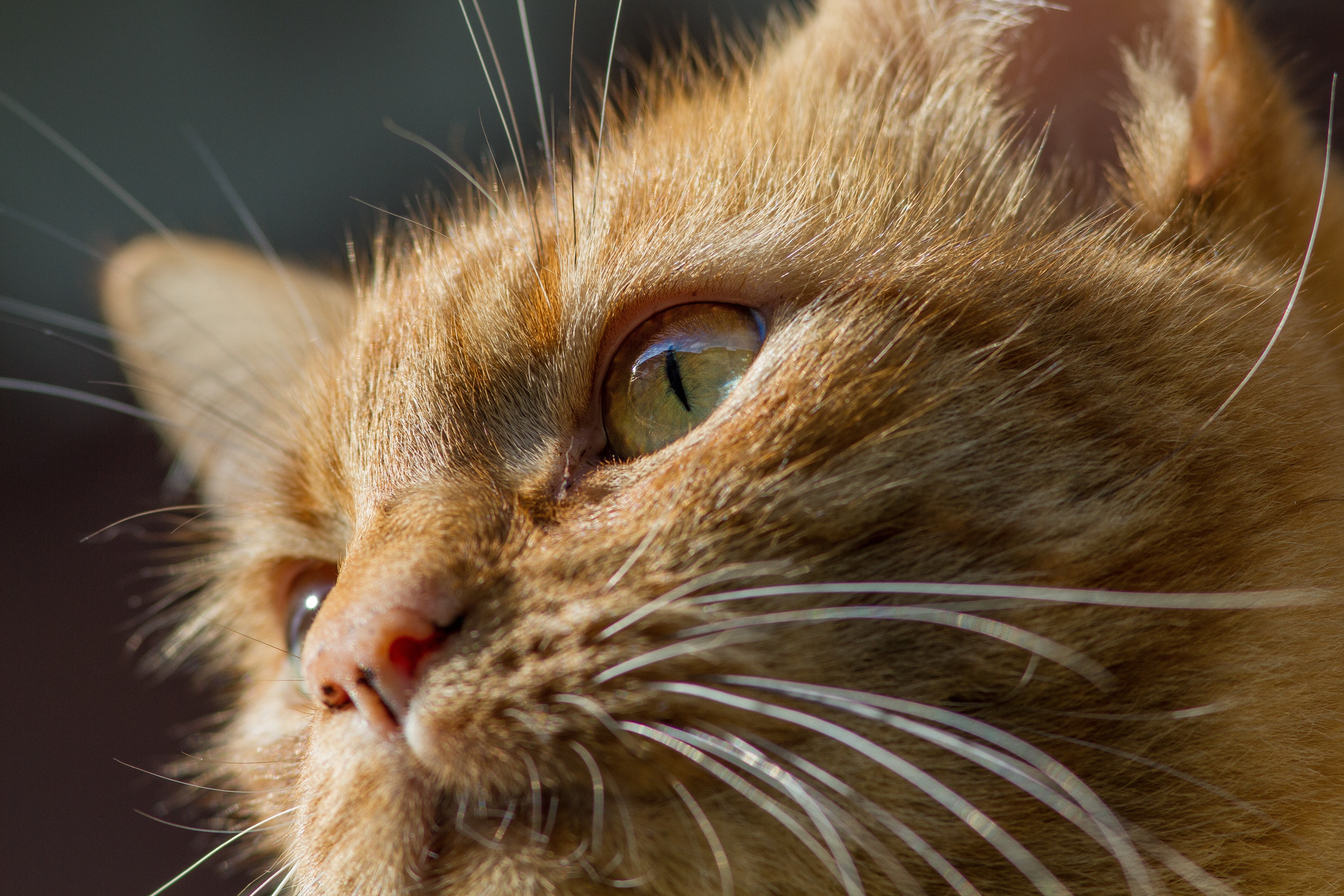 Close-up of an orange cat's face with whiskers HD Wallpaper
