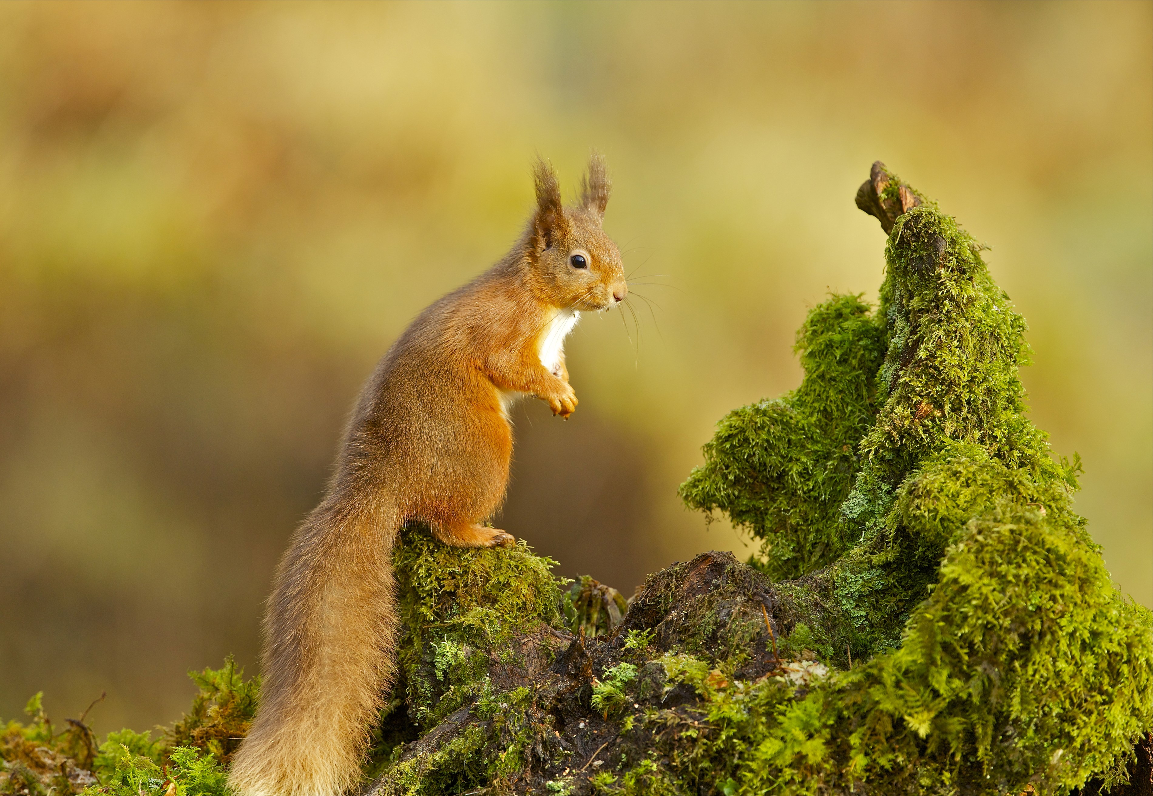 Red squirrel on mossy log HD Wallpaper