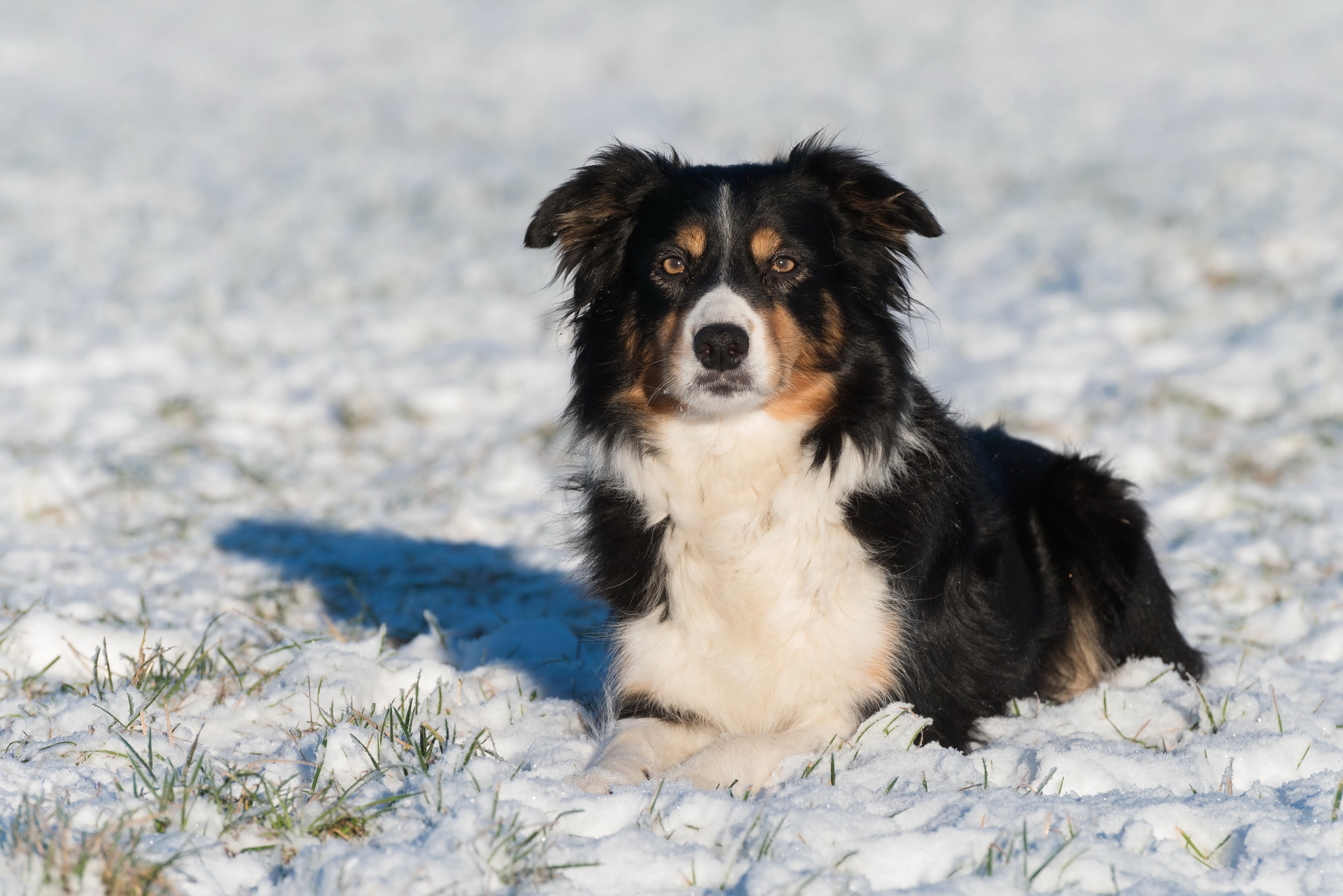 Border Collie in the Snow HD Wallpaper