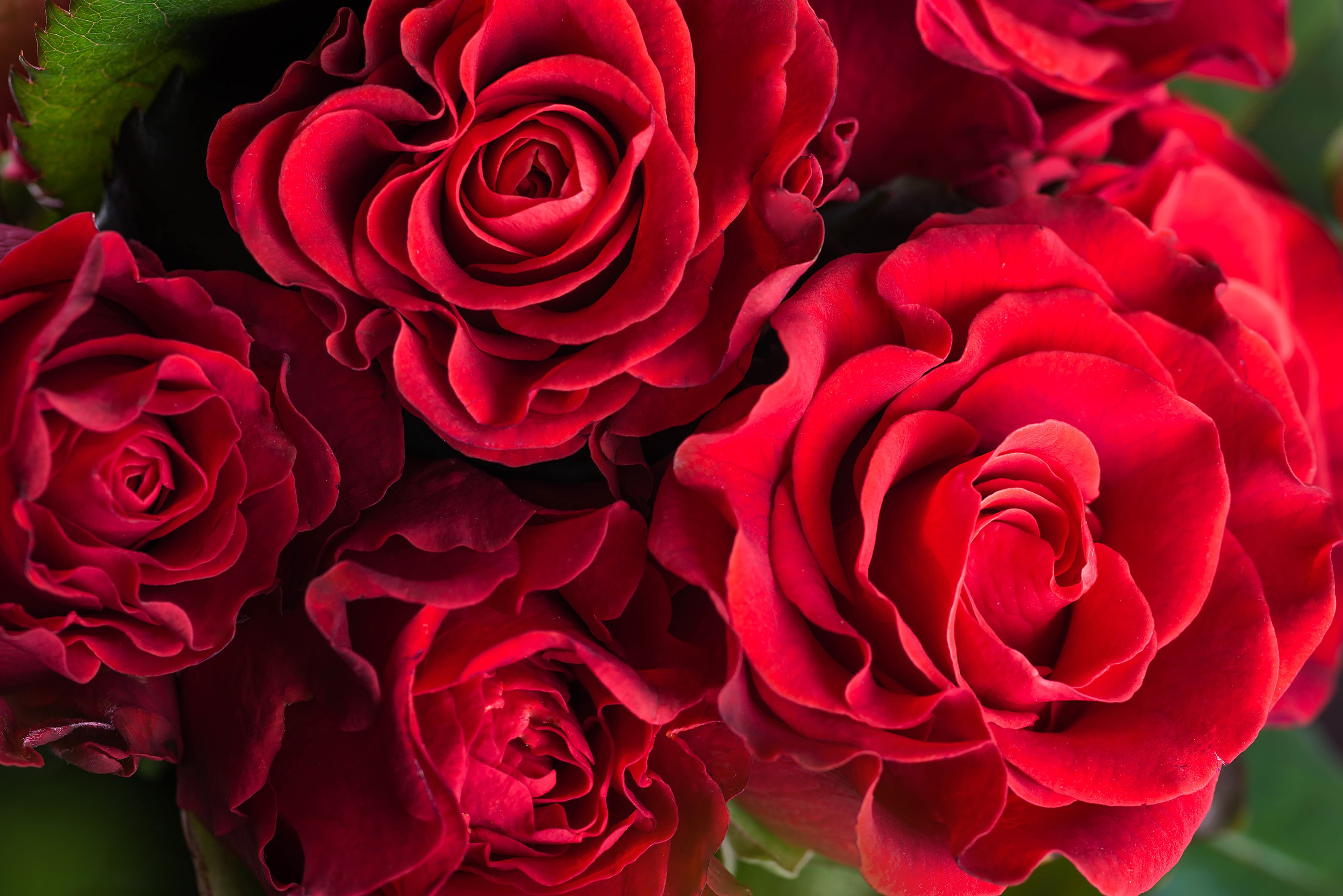 Close-up of a bouquet of red roses HD Wallpaper