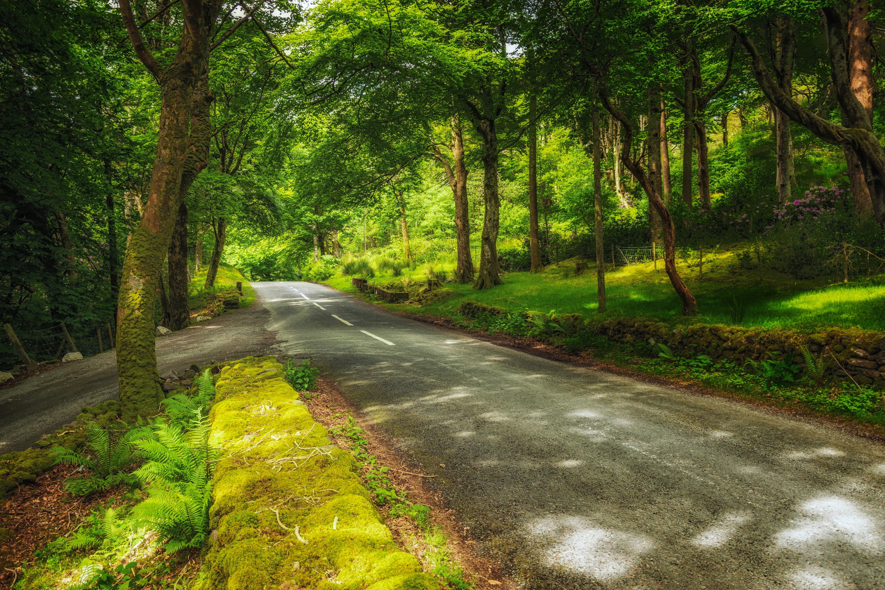 Road through a mossy forest with trees HD Wallpaper