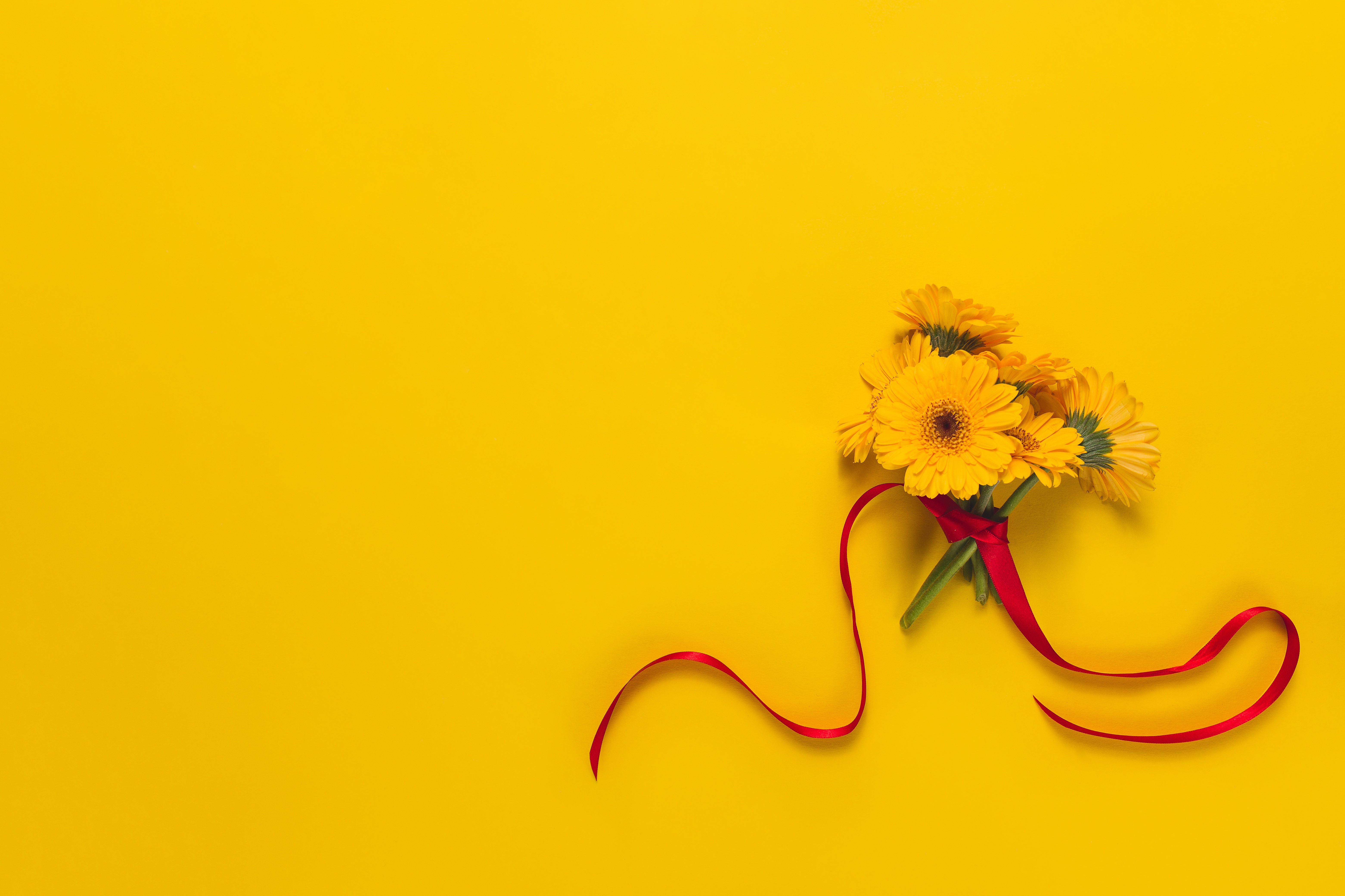 Yellow Gerbera Daisies with Red Ribbon on Yellow Background HD Wallpaper