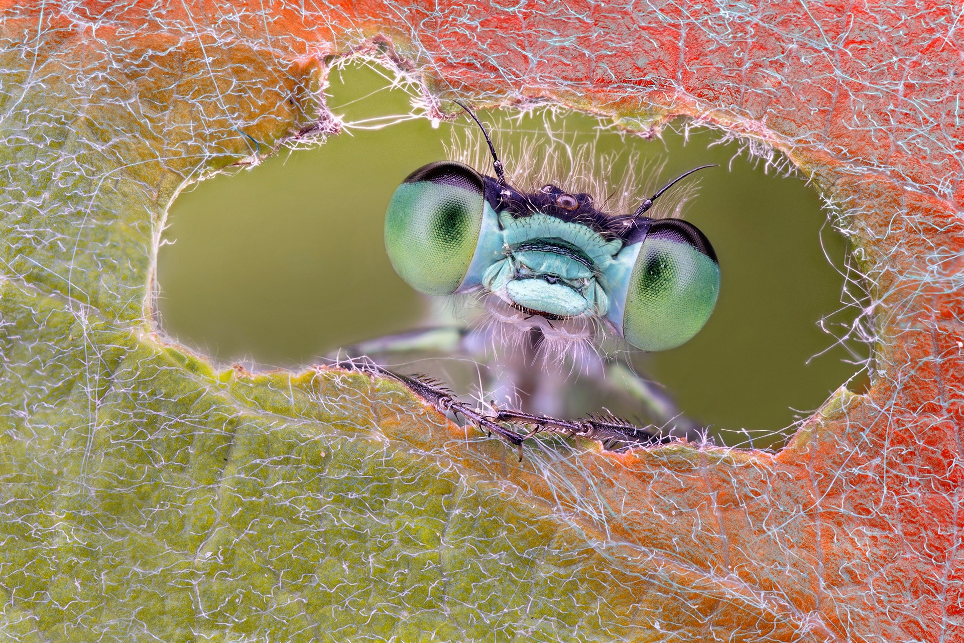 Close-up of a damselfly's head with large green eyes HD Wallpaper