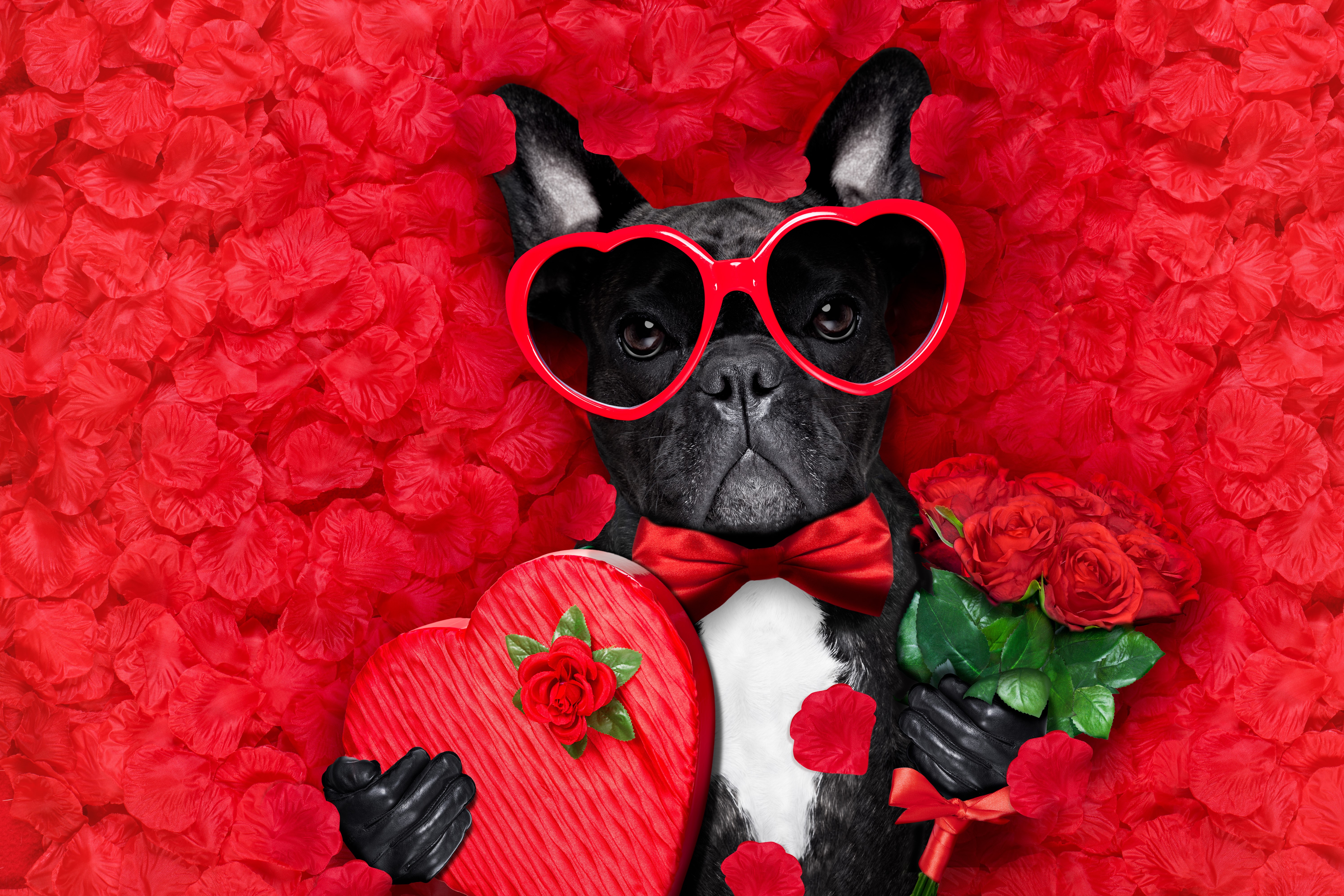 French Bulldog with Heart Glasses and Roses HD Wallpaper