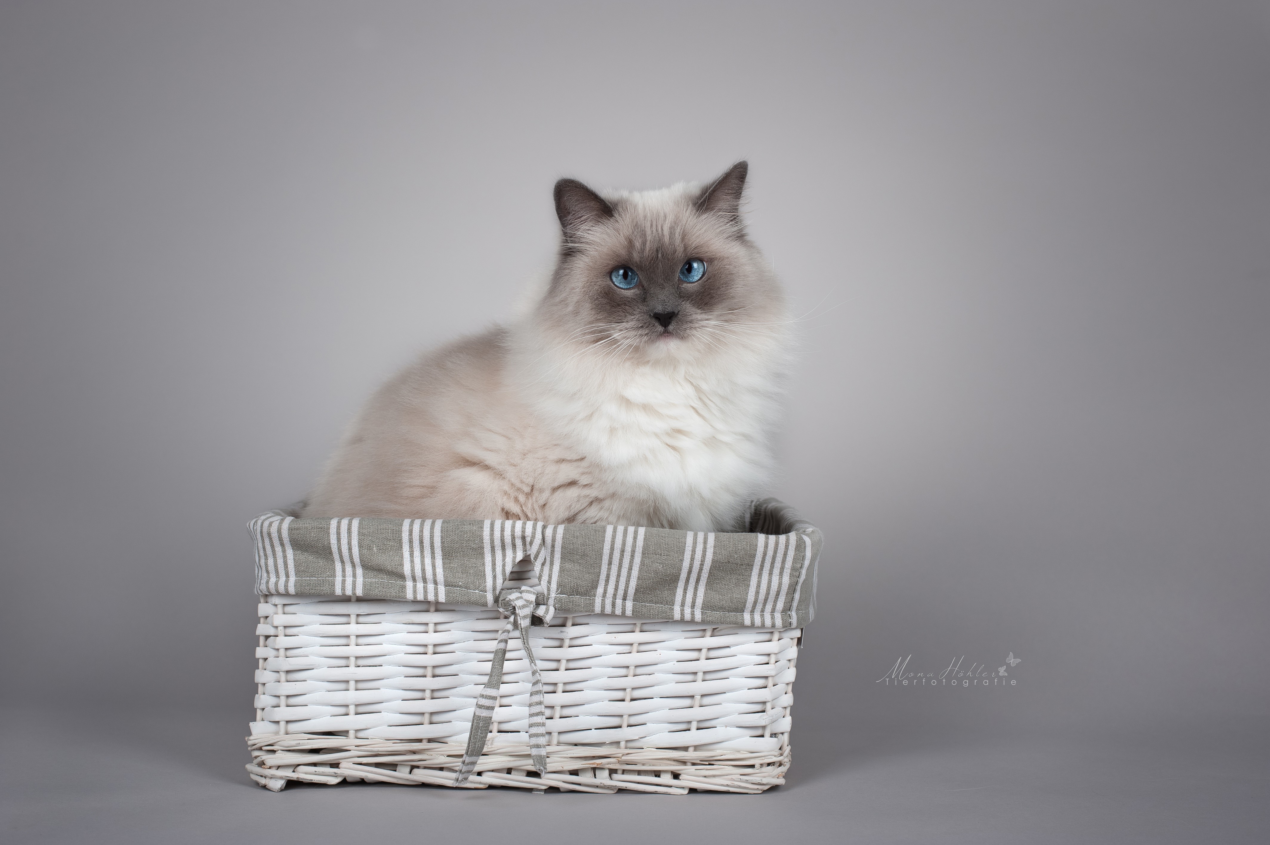 Ragdoll cat in a wicker basket HD Wallpaper