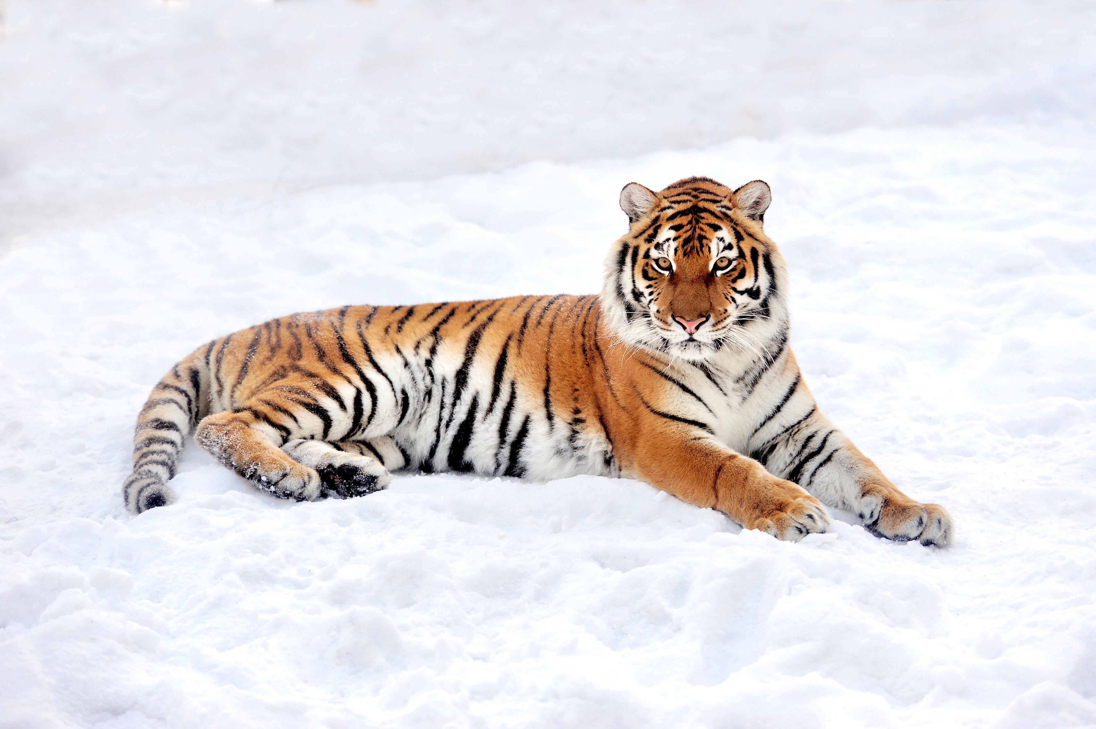 Tiger lying in the snow HD Wallpaper
