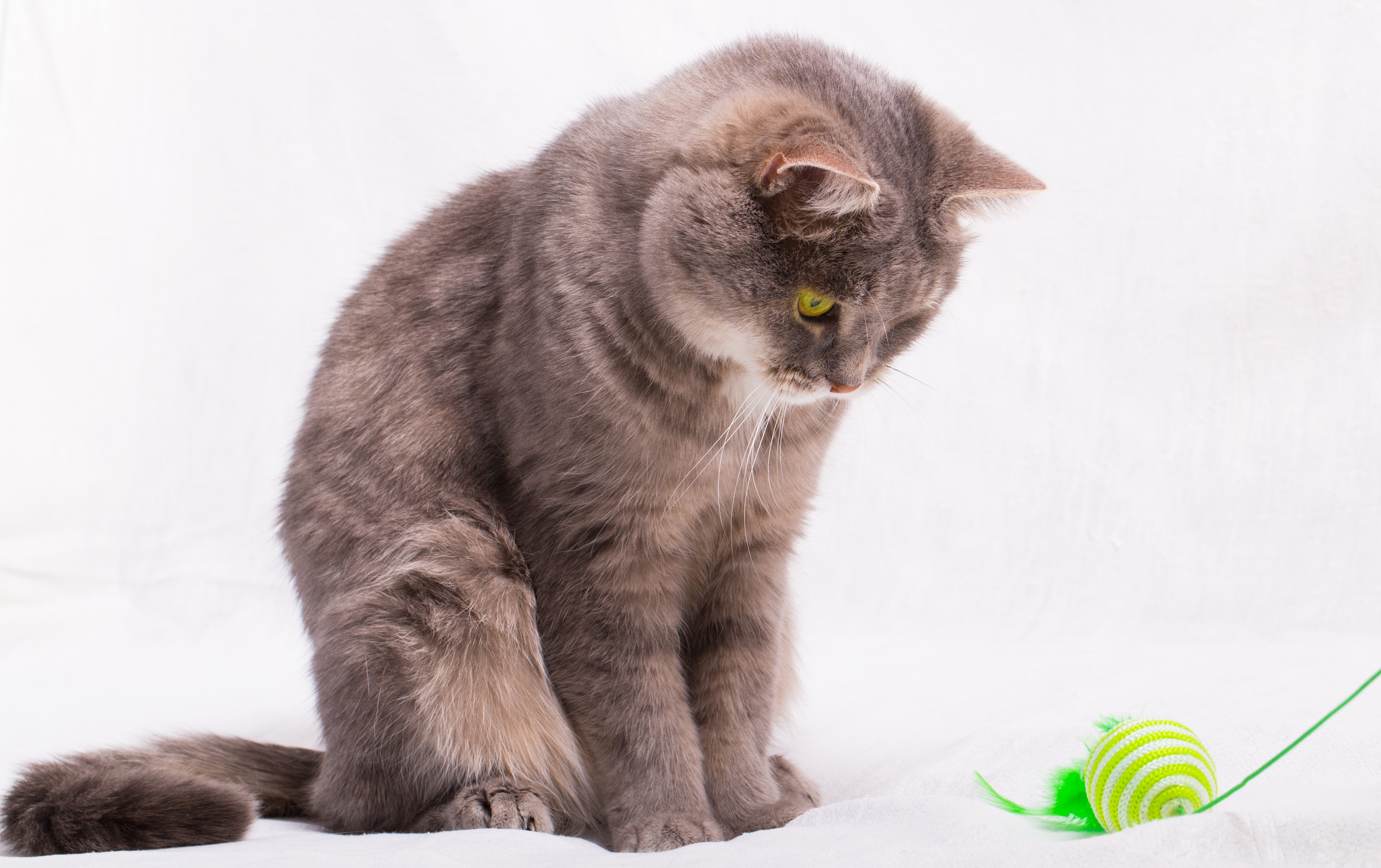 Gray cat looking at a toy ball HD Wallpaper