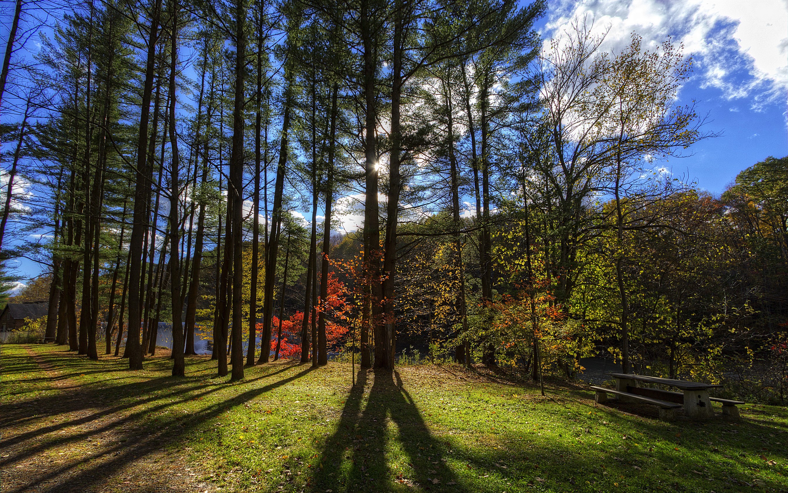 Letchworth State Park Trees and Picnic Table HD Wallpaper