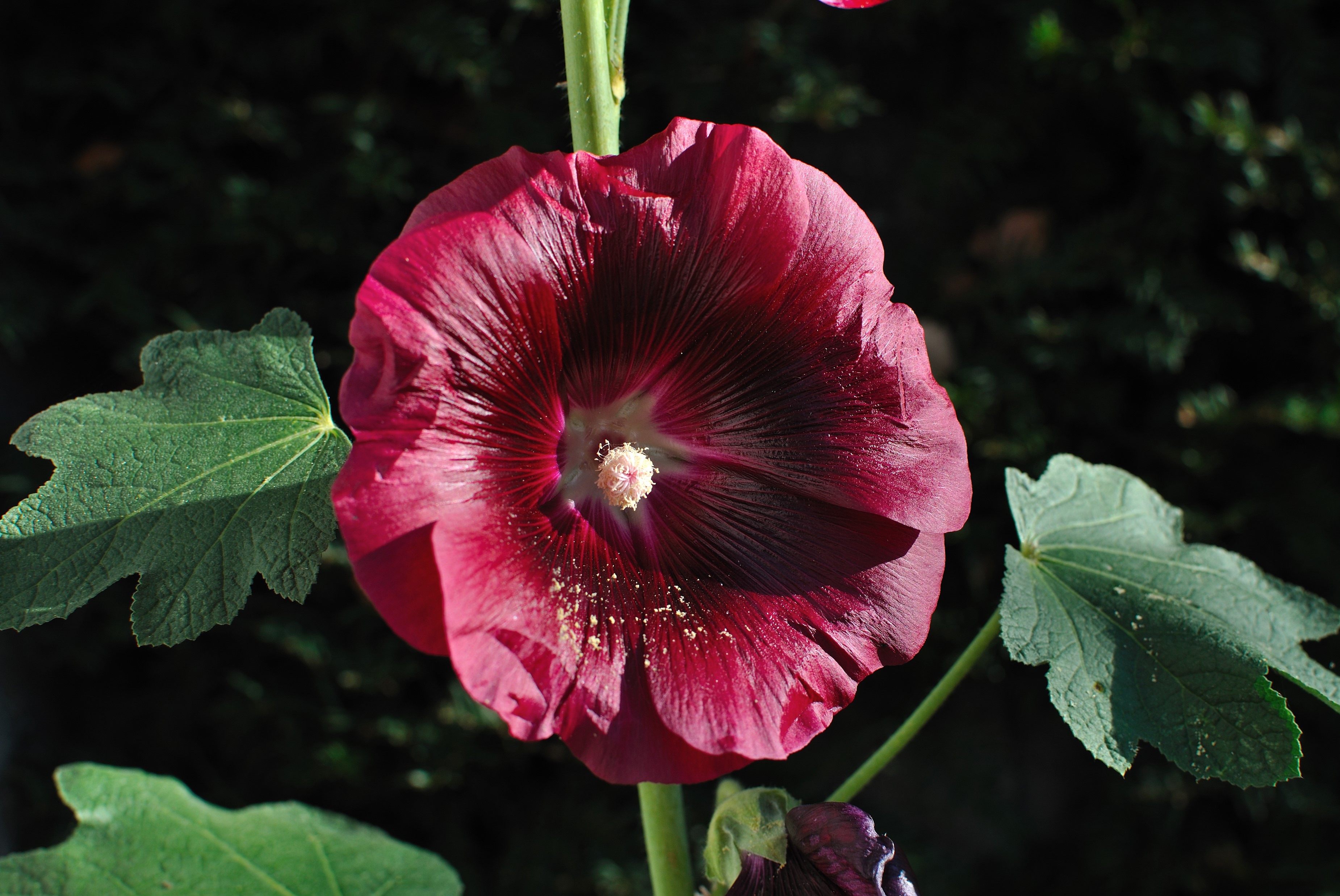 Deep red Malva flower with green leaves HD Wallpaper