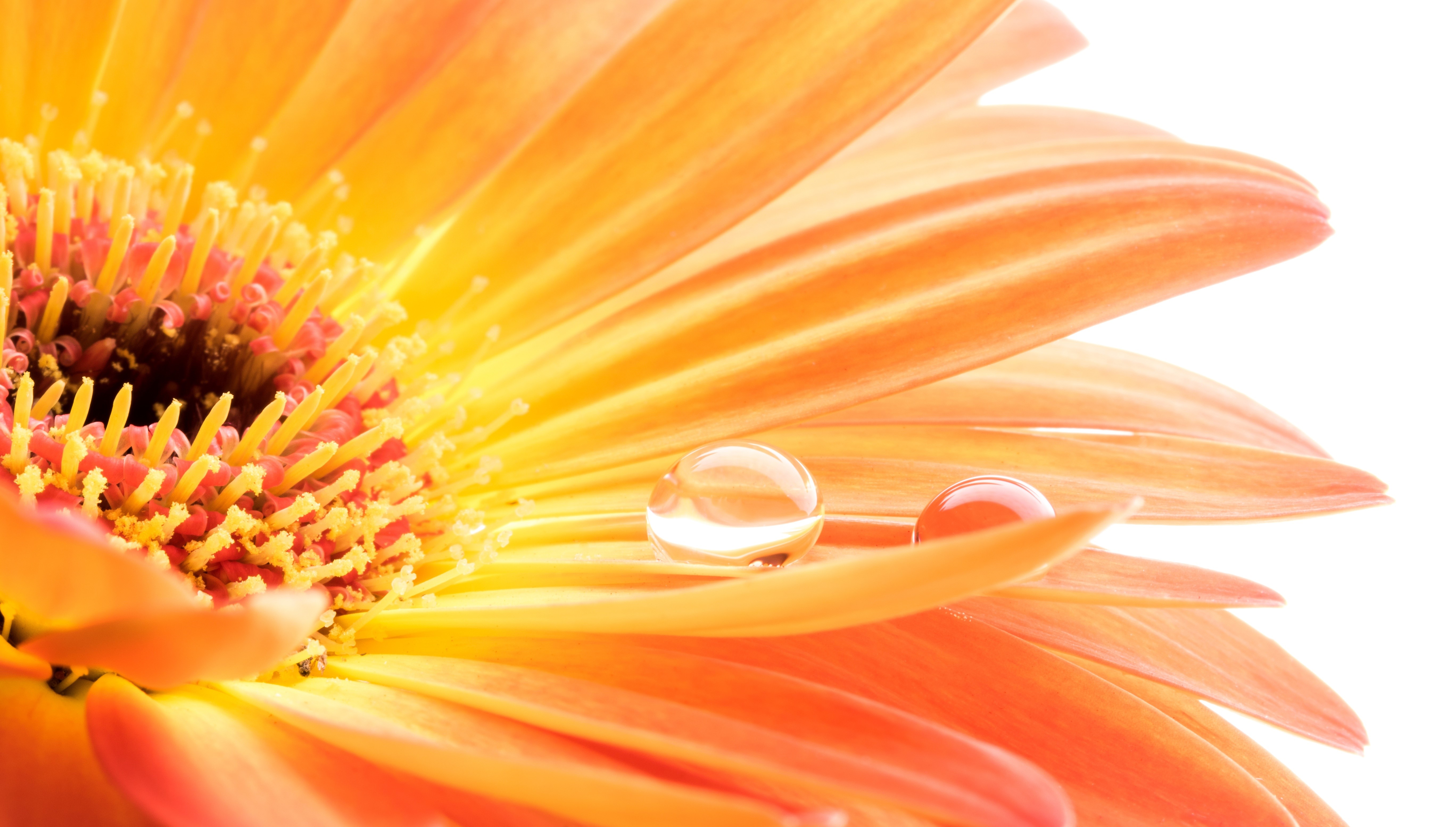 Orange Gerbera Daisy with Water Droplets Macro HD Wallpaper