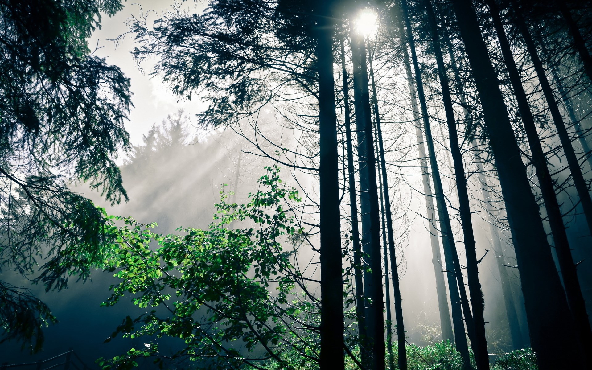 Sunlight filtering through a misty forest with tall trees HD Wallpaper
