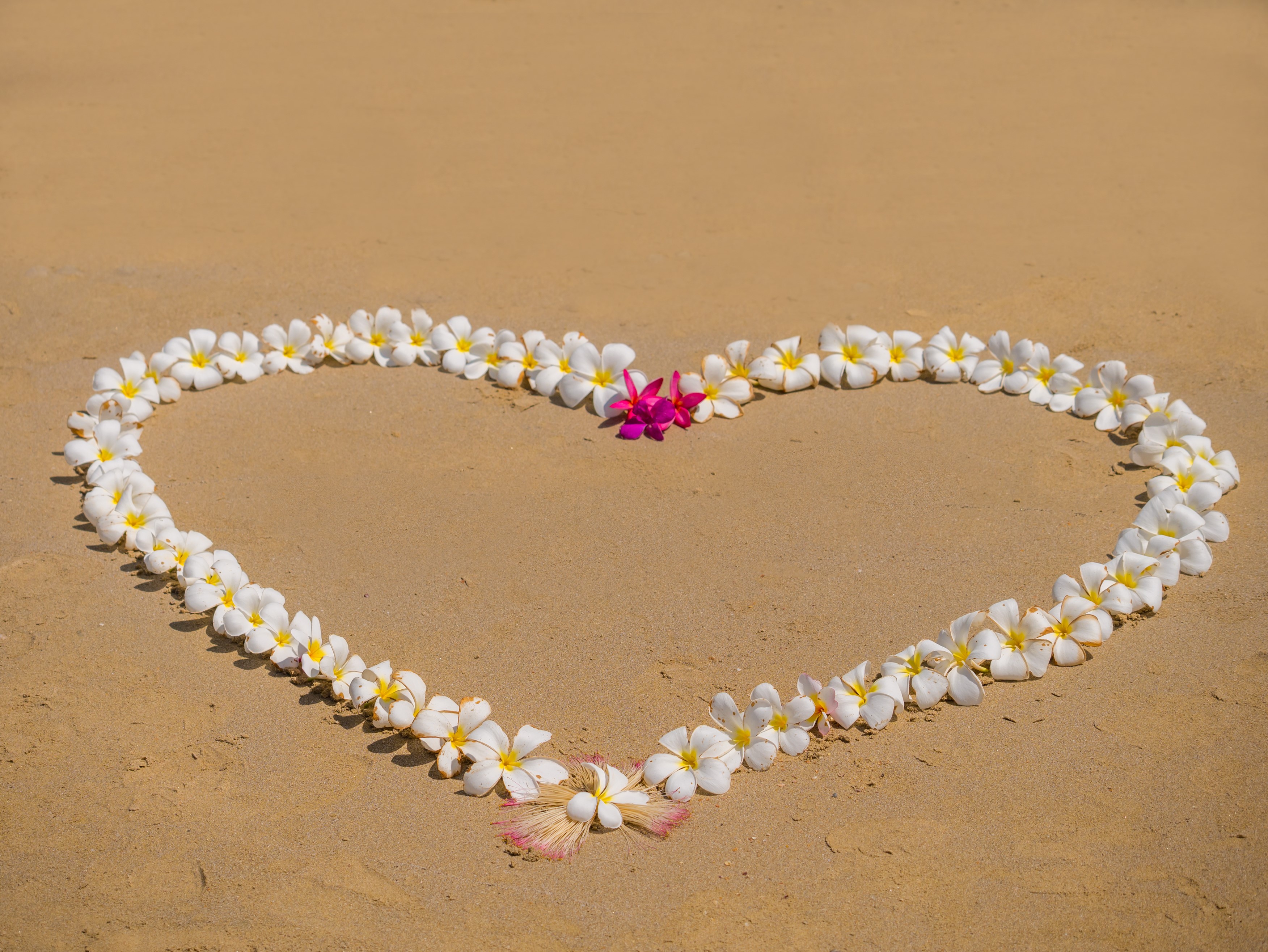 Heart shape made of plumeria flowers on sand HD Wallpaper