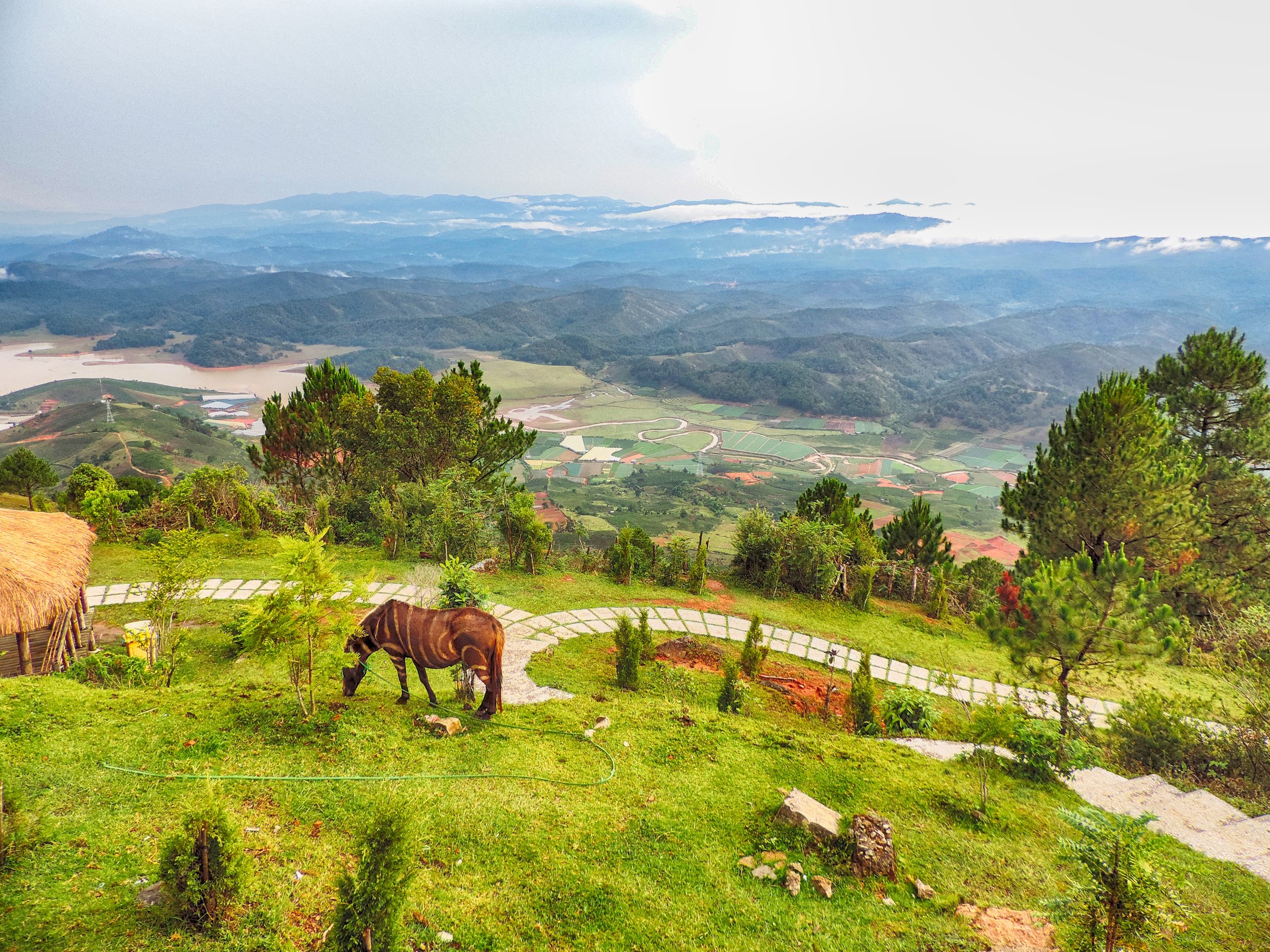 Horse grazing on a grassy hill overlooking a valley in Vietnam HD Wallpaper