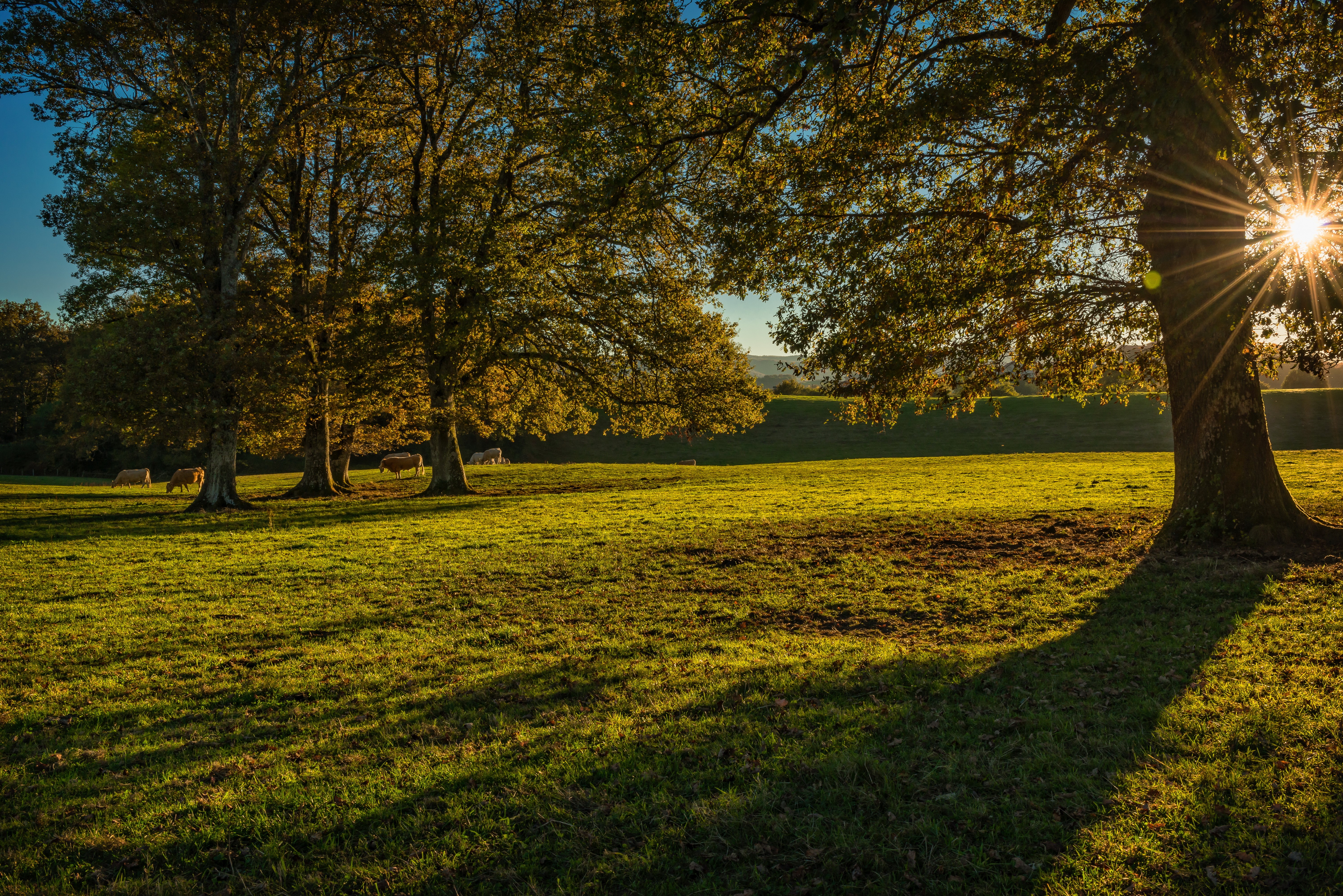 Sun rays through trees in Navarra, Spain grasslands HD Wallpaper