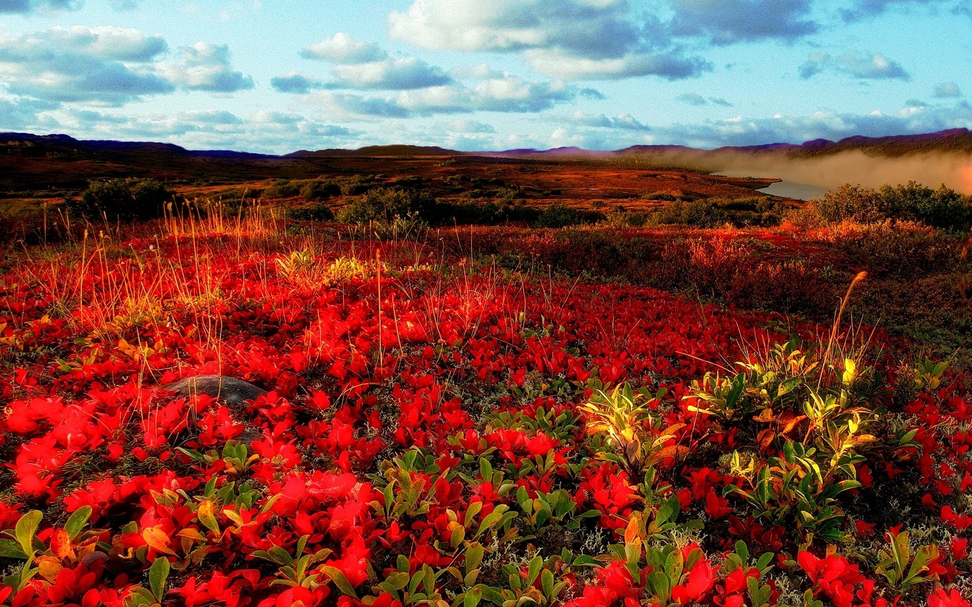 Red and green foliage in a landscape with clouds HD Wallpaper